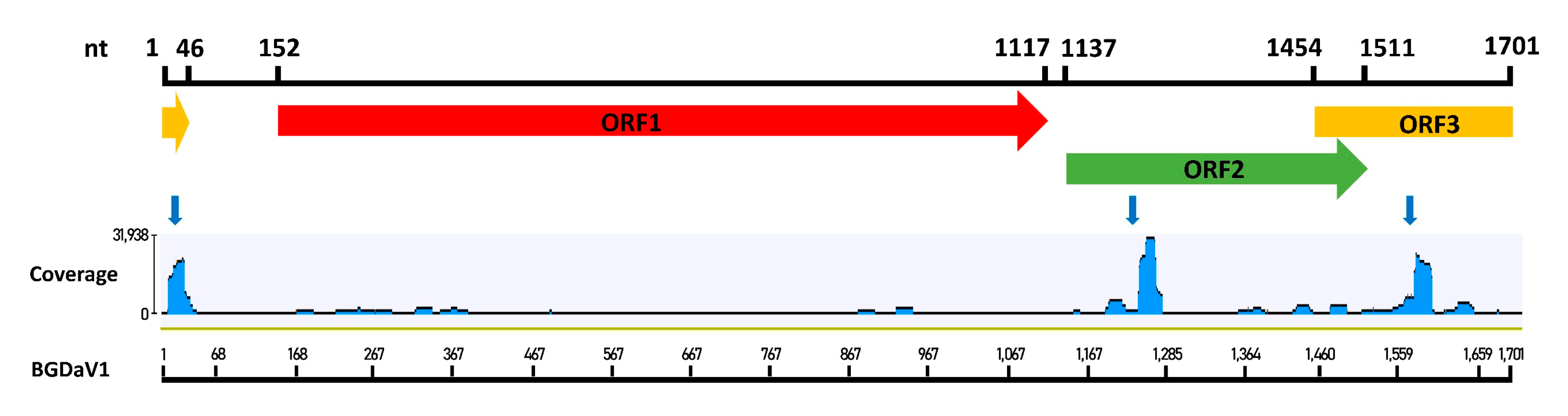 Viruses 13 01315 g007