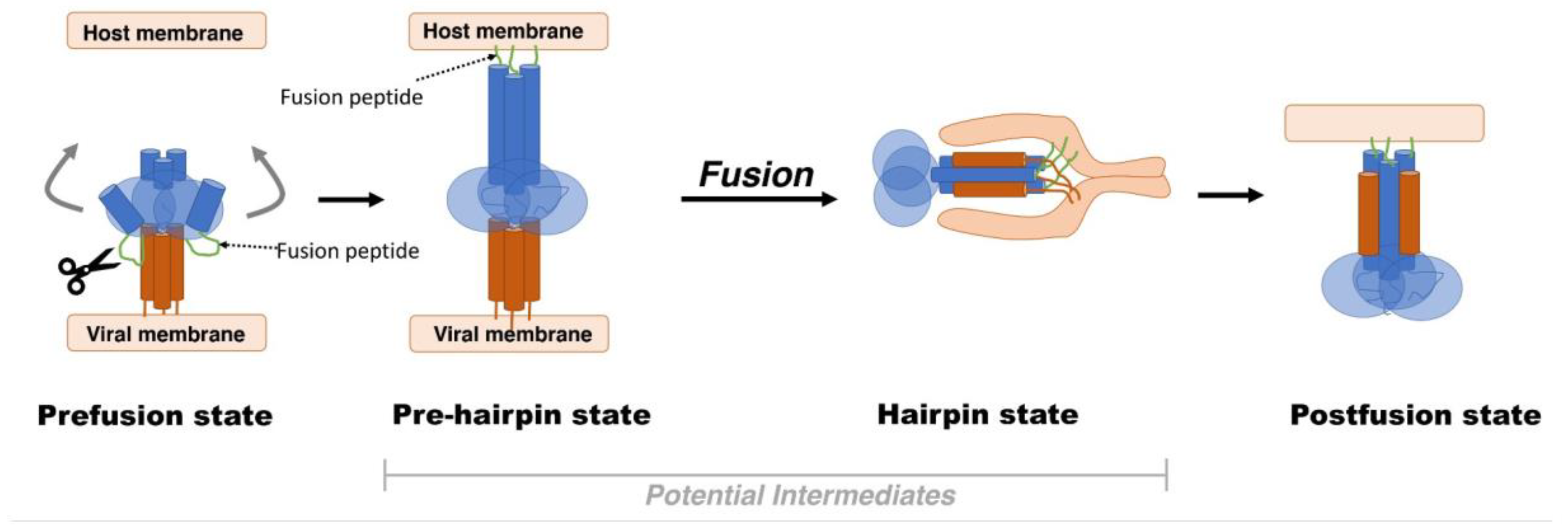 Viruses 13 01320 g001