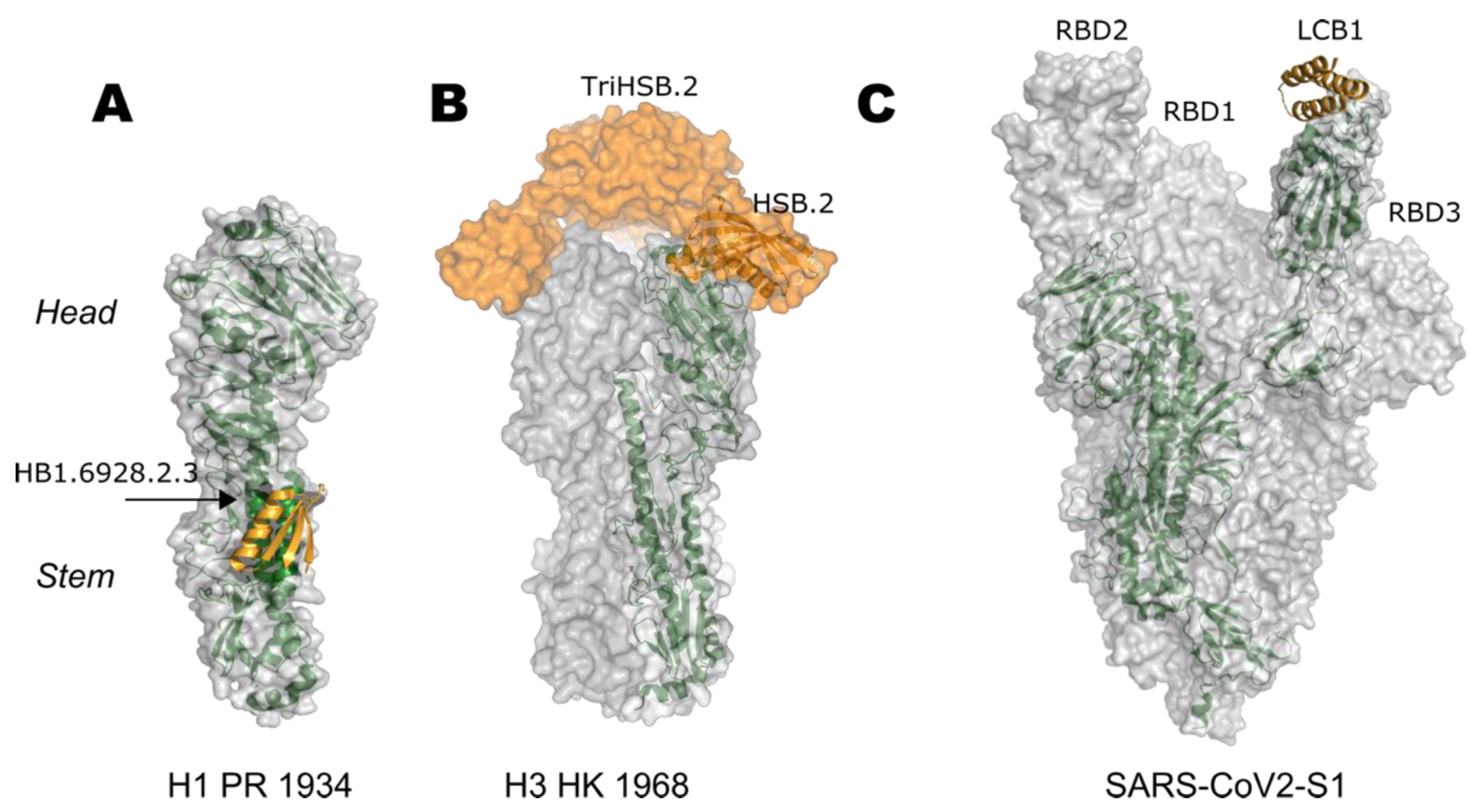Viruses 13 01320 g002