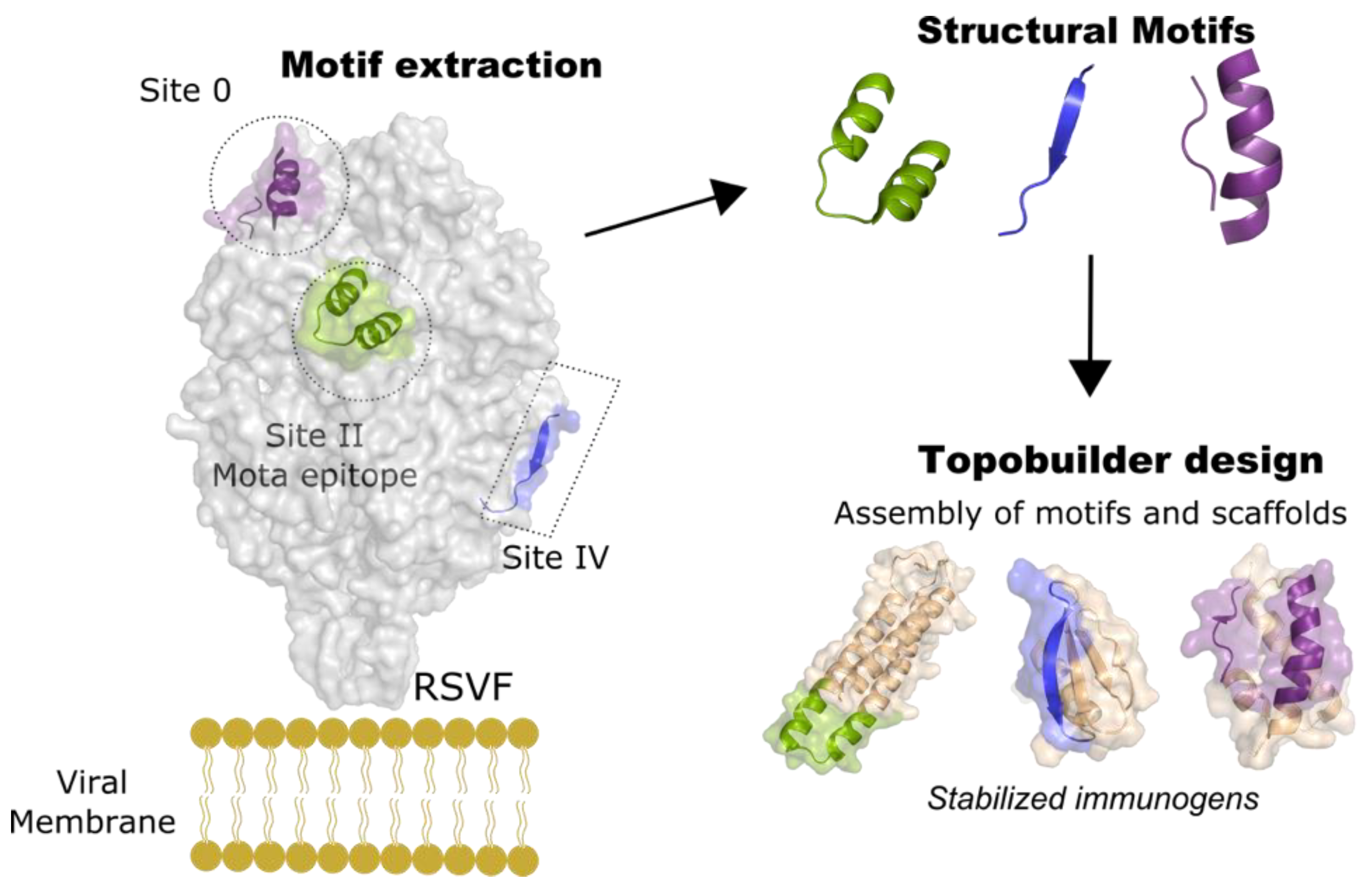 Viruses 13 01320 g004