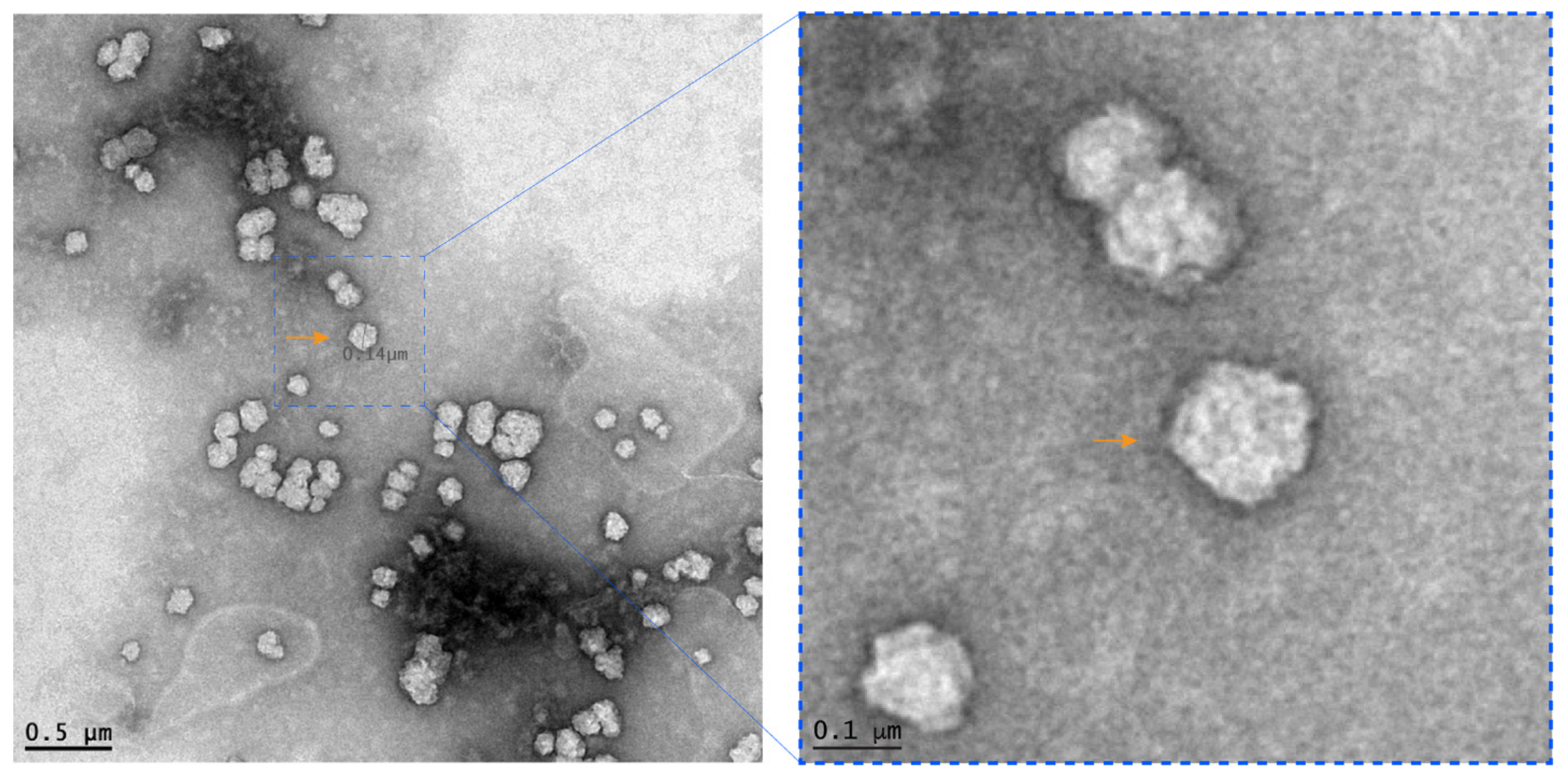 Viruses 13 01330 g001