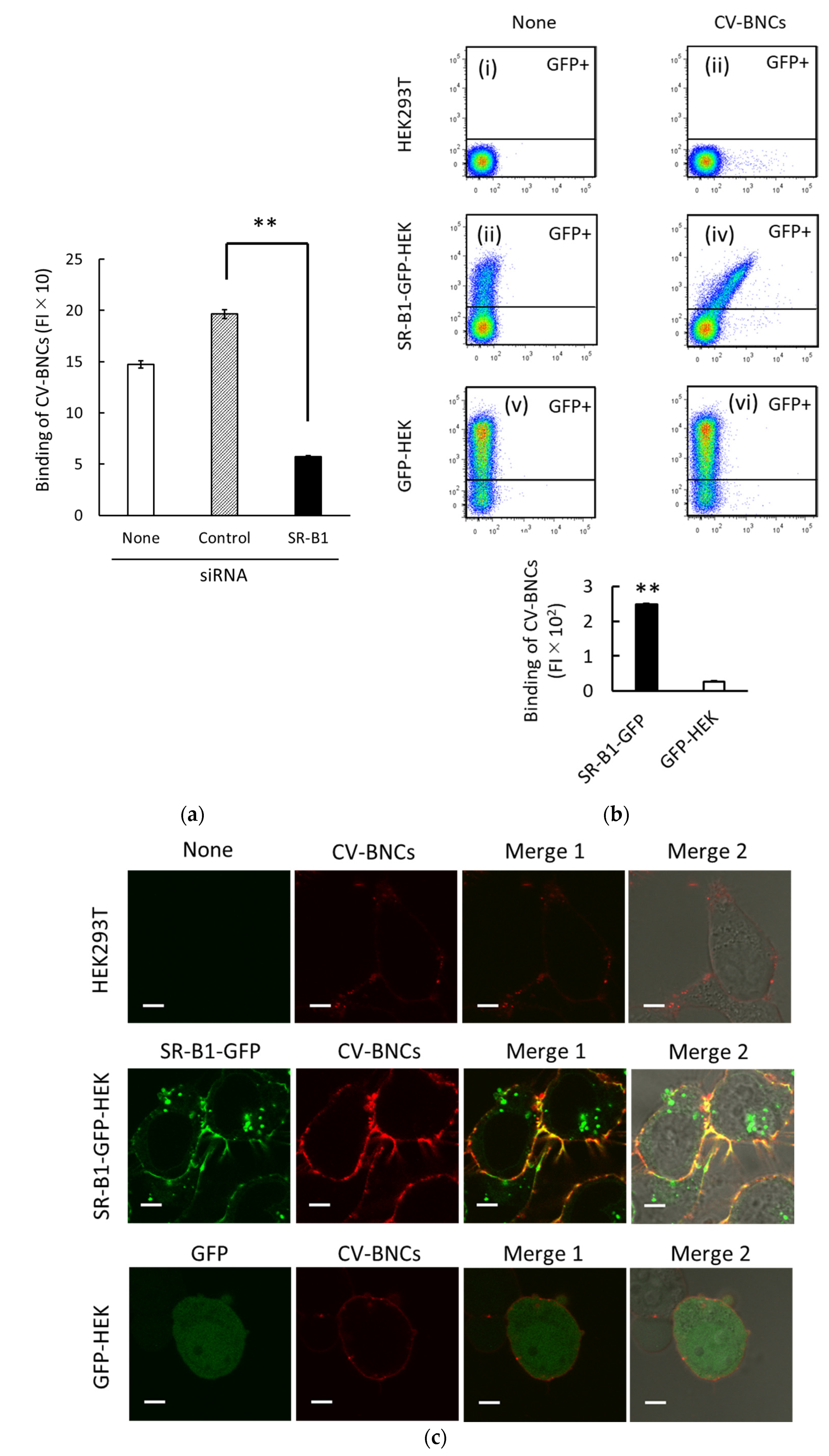 Viruses 13 01334 g002