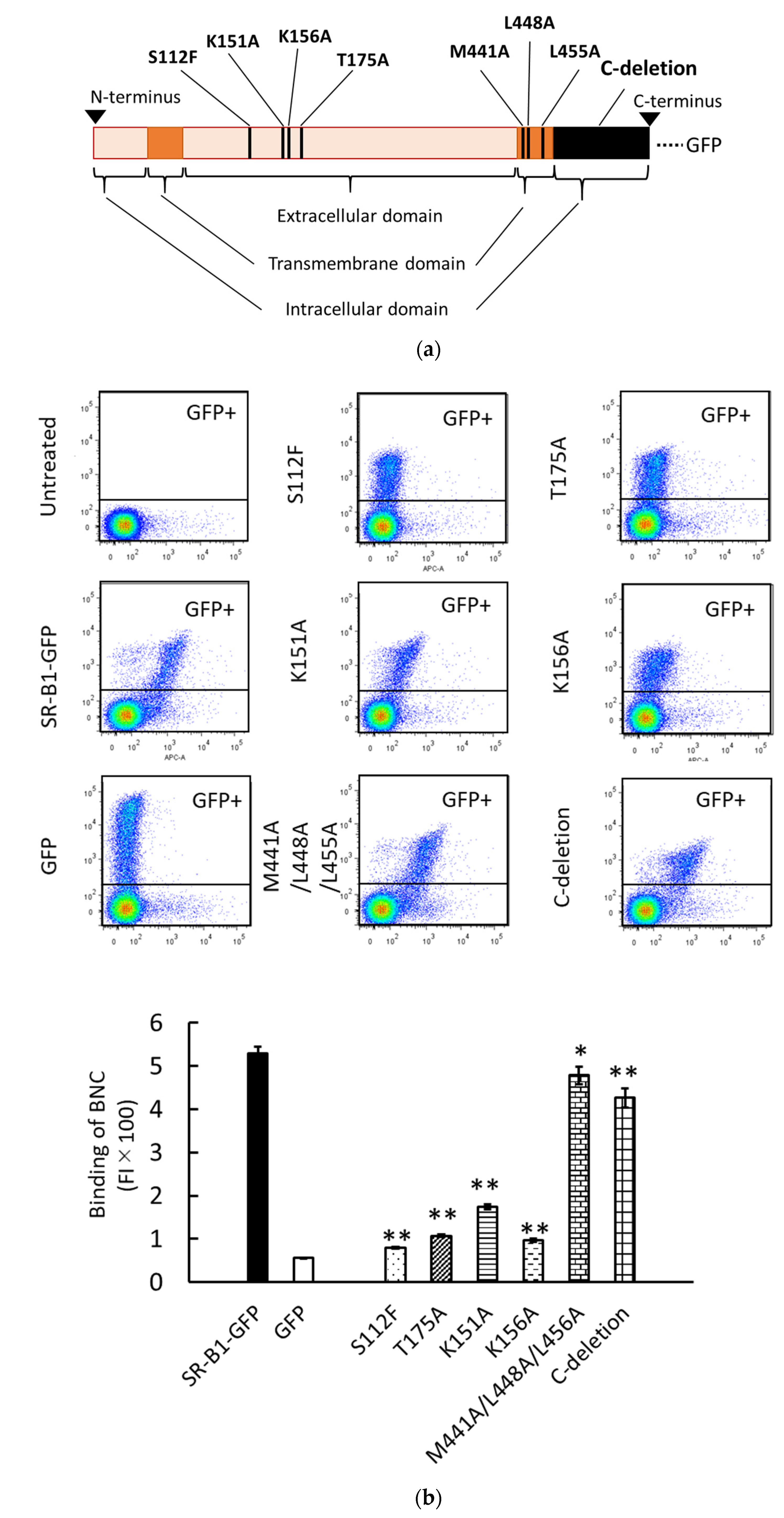 Viruses 13 01334 g003a