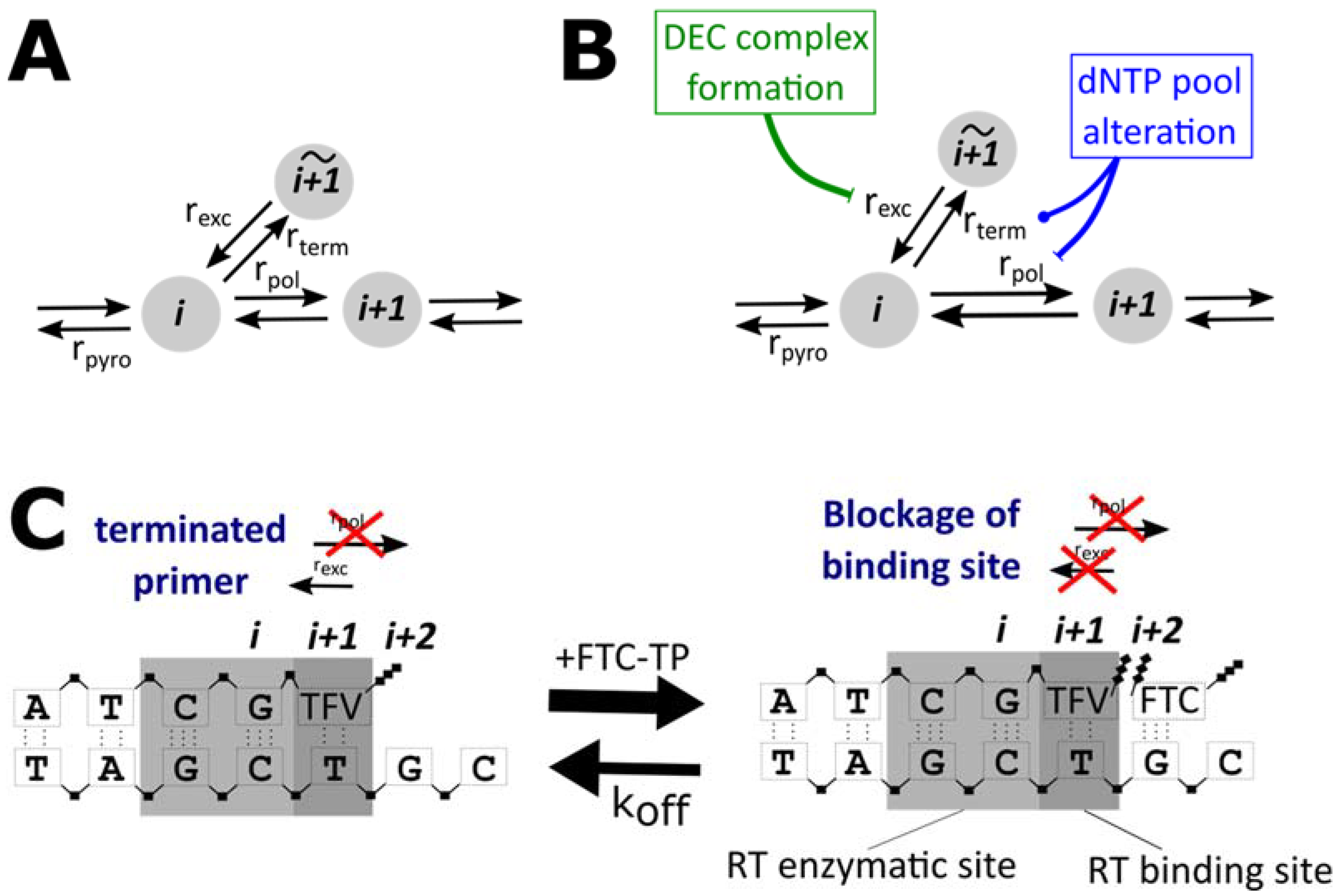 Viruses 13 01354 g001