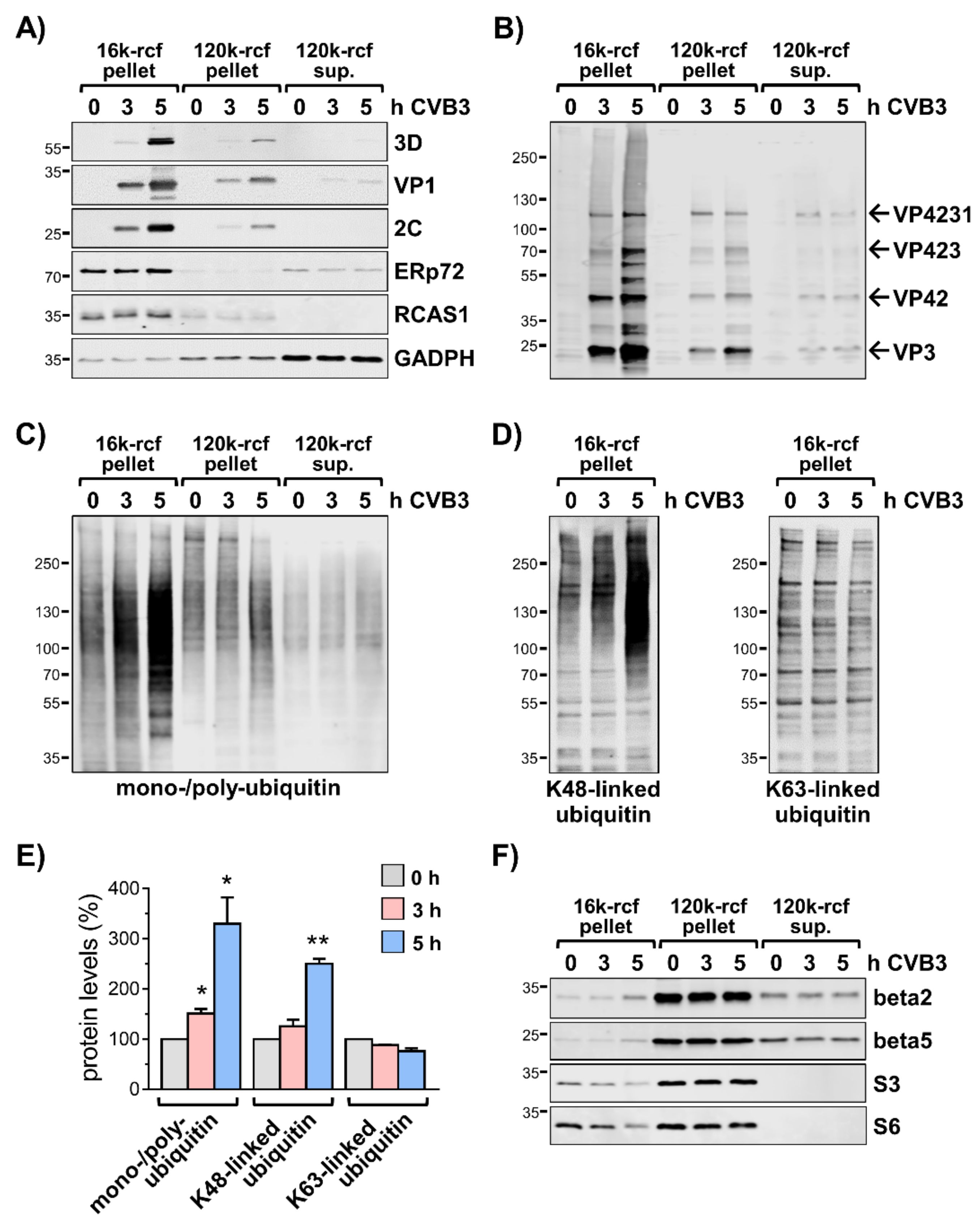 Viruses 13 01360 g001