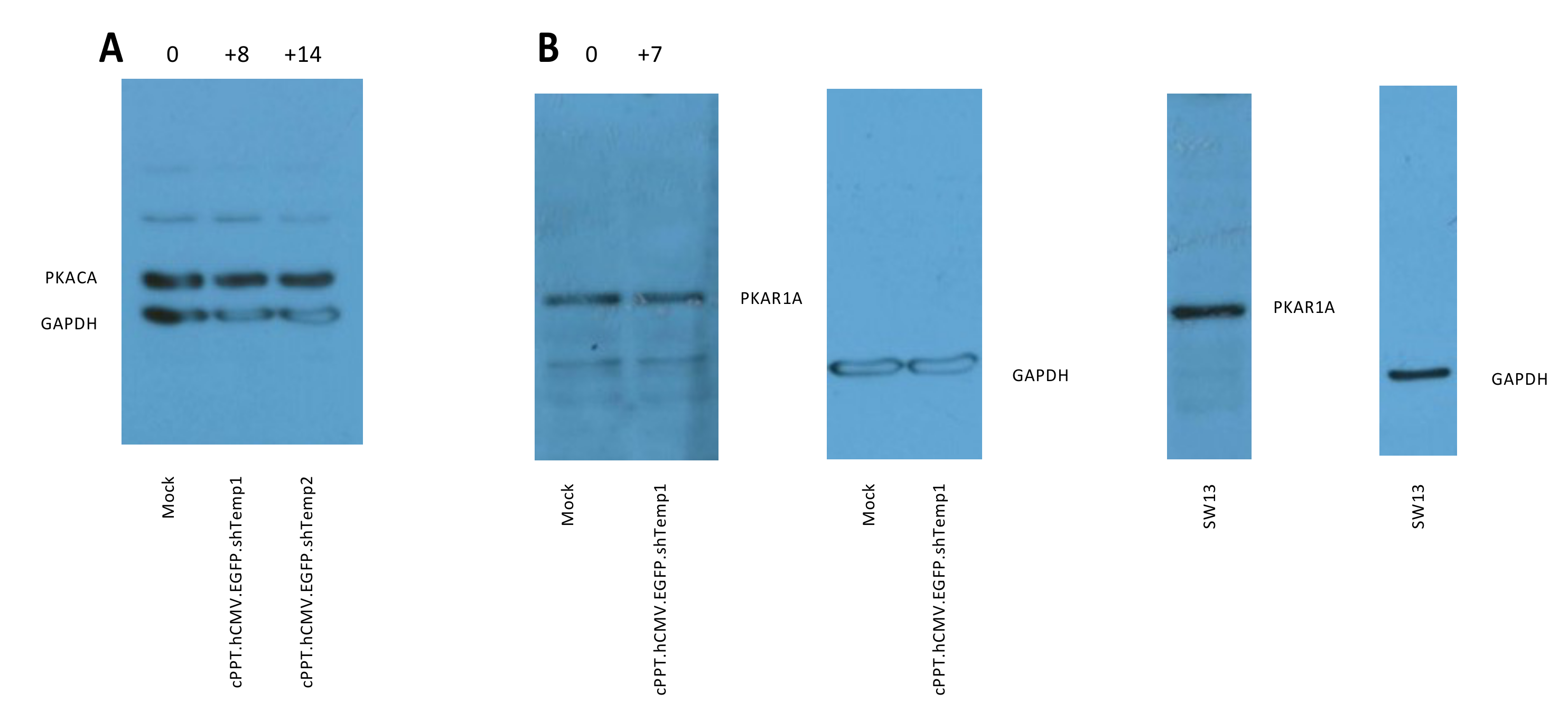 Viruses 13 01361 g003 Viruses 13 01361 g003