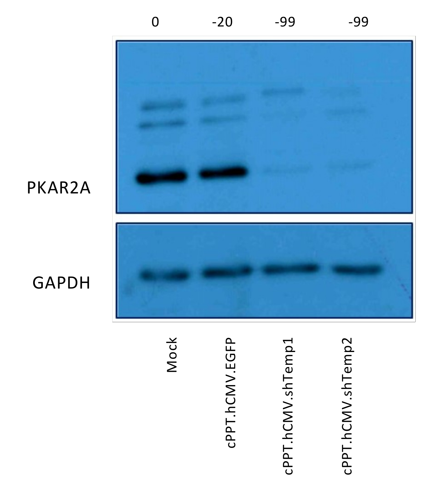 Viruses 13 01361 g006 Viruses 13 01361 g006