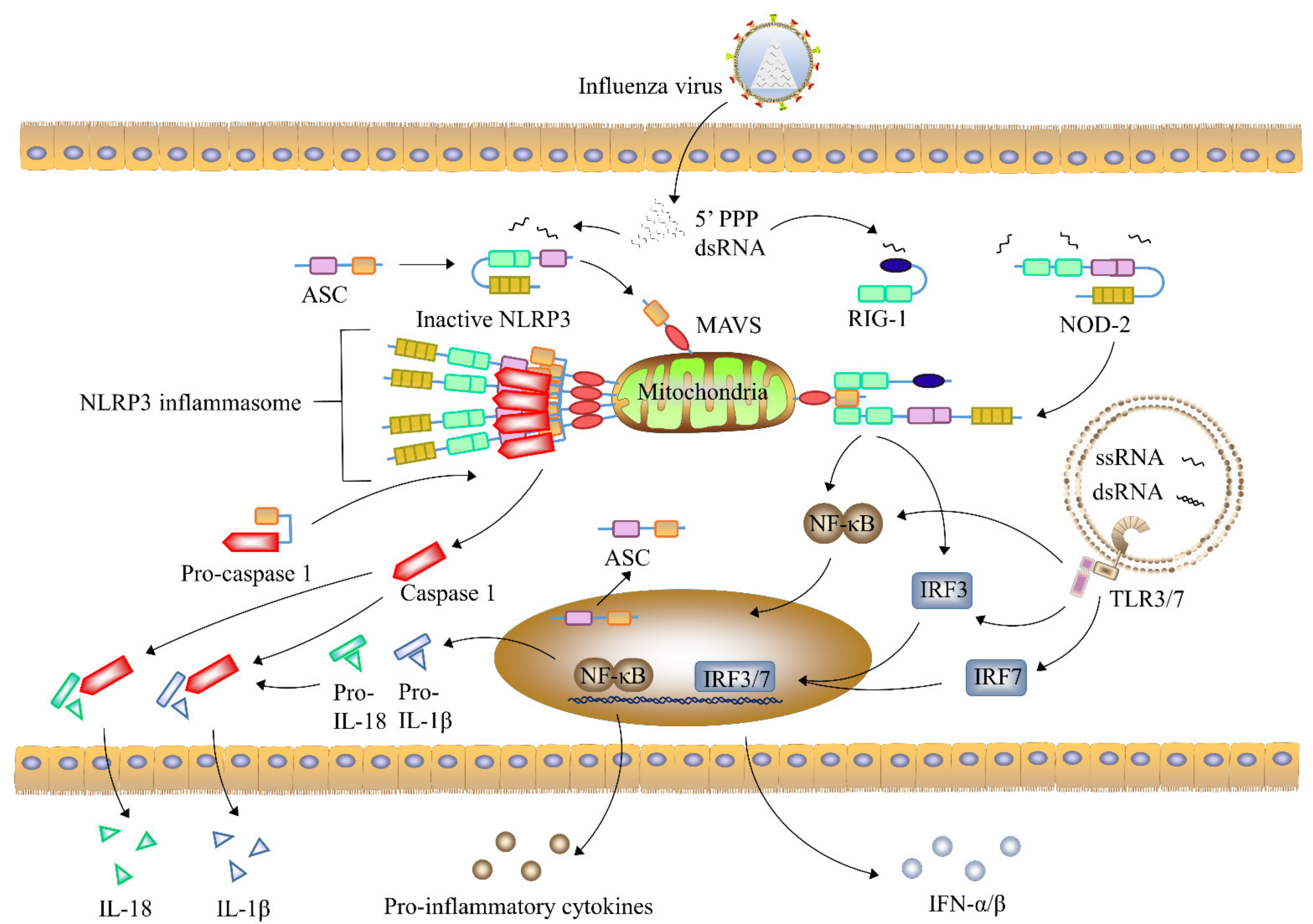 Viruses 13 01362 g001