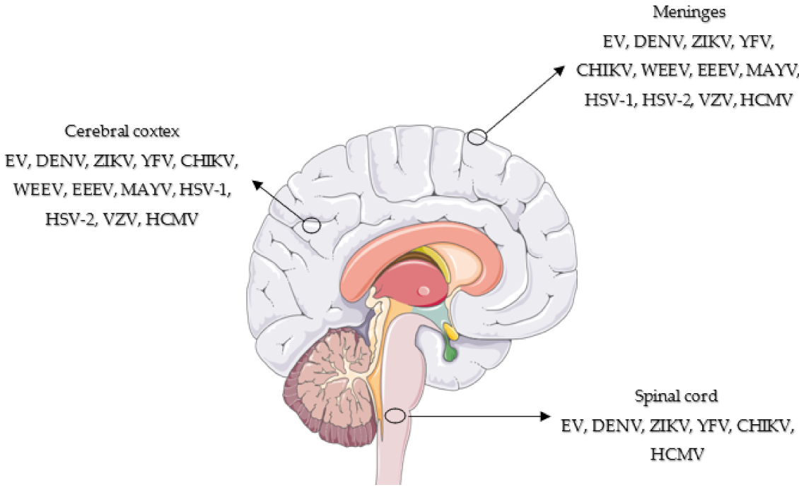 Viruses 13 01370 g001