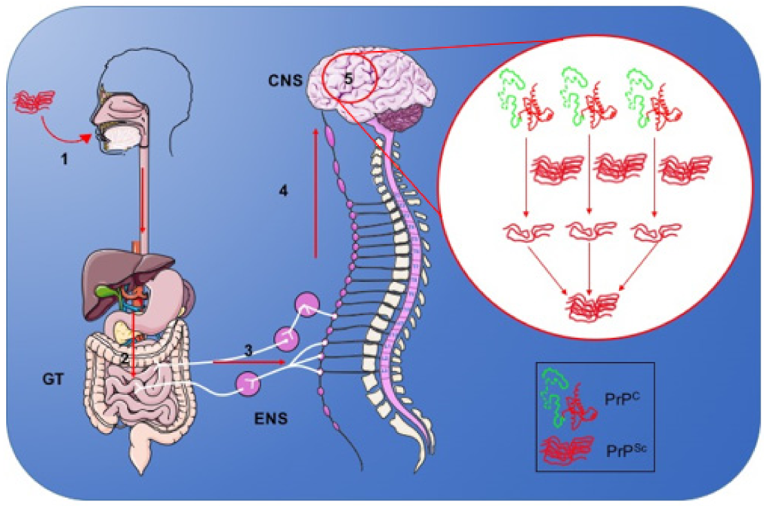Viruses 13 01370 g002