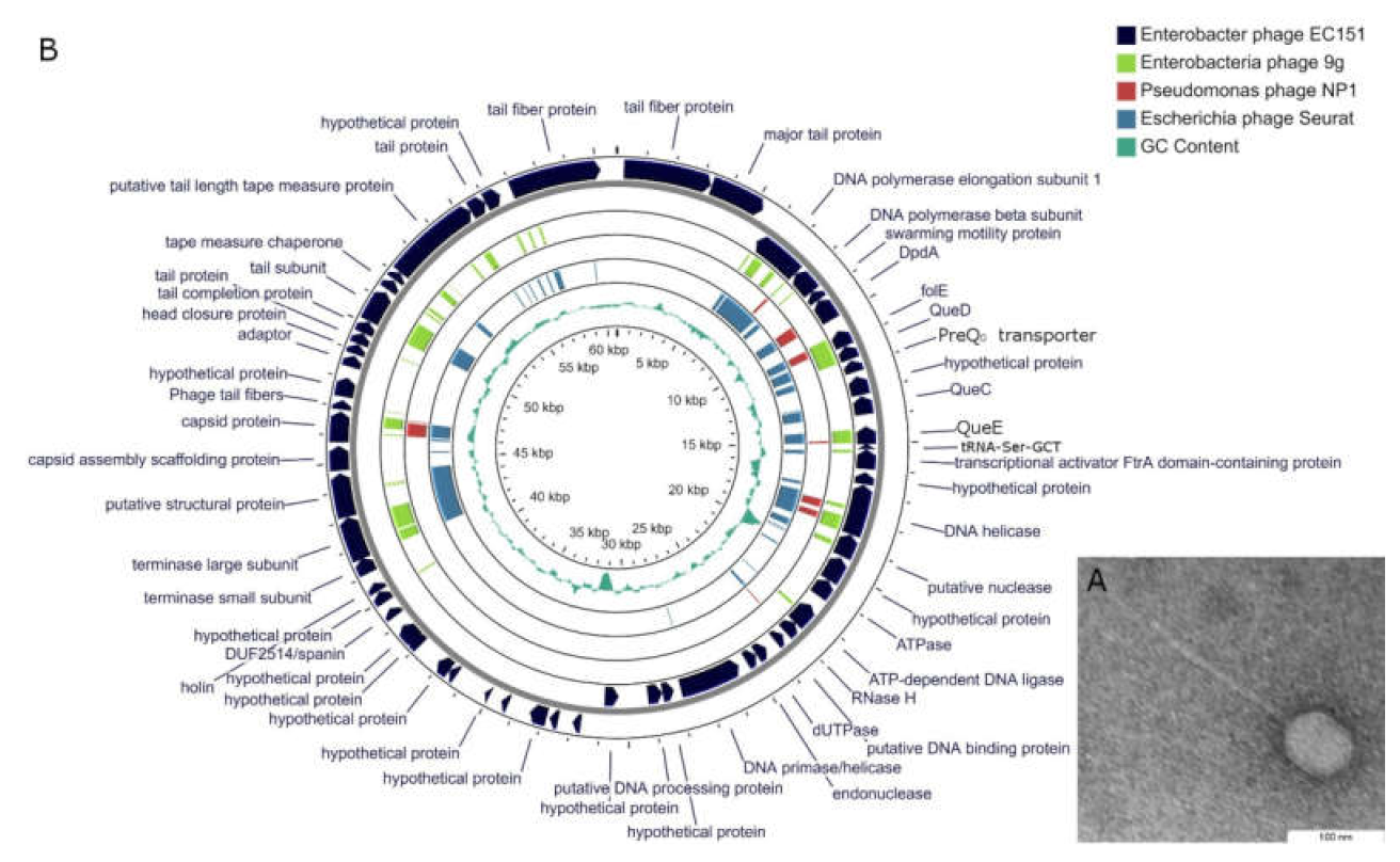 Viruses 13 01372 g001