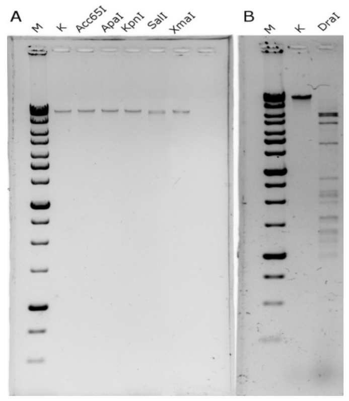 Viruses 13 01372 g003