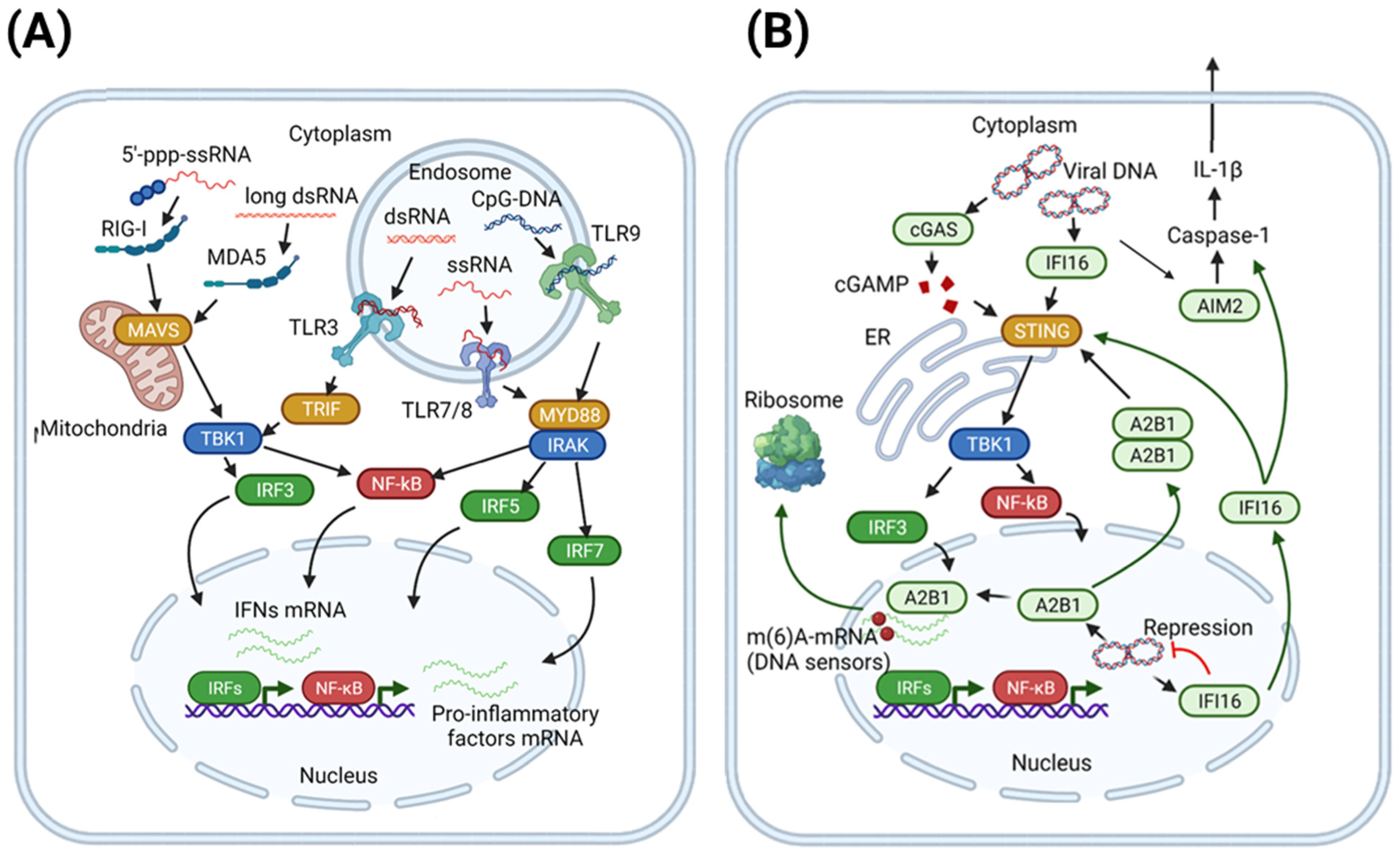 Viruses 13 01373 g001