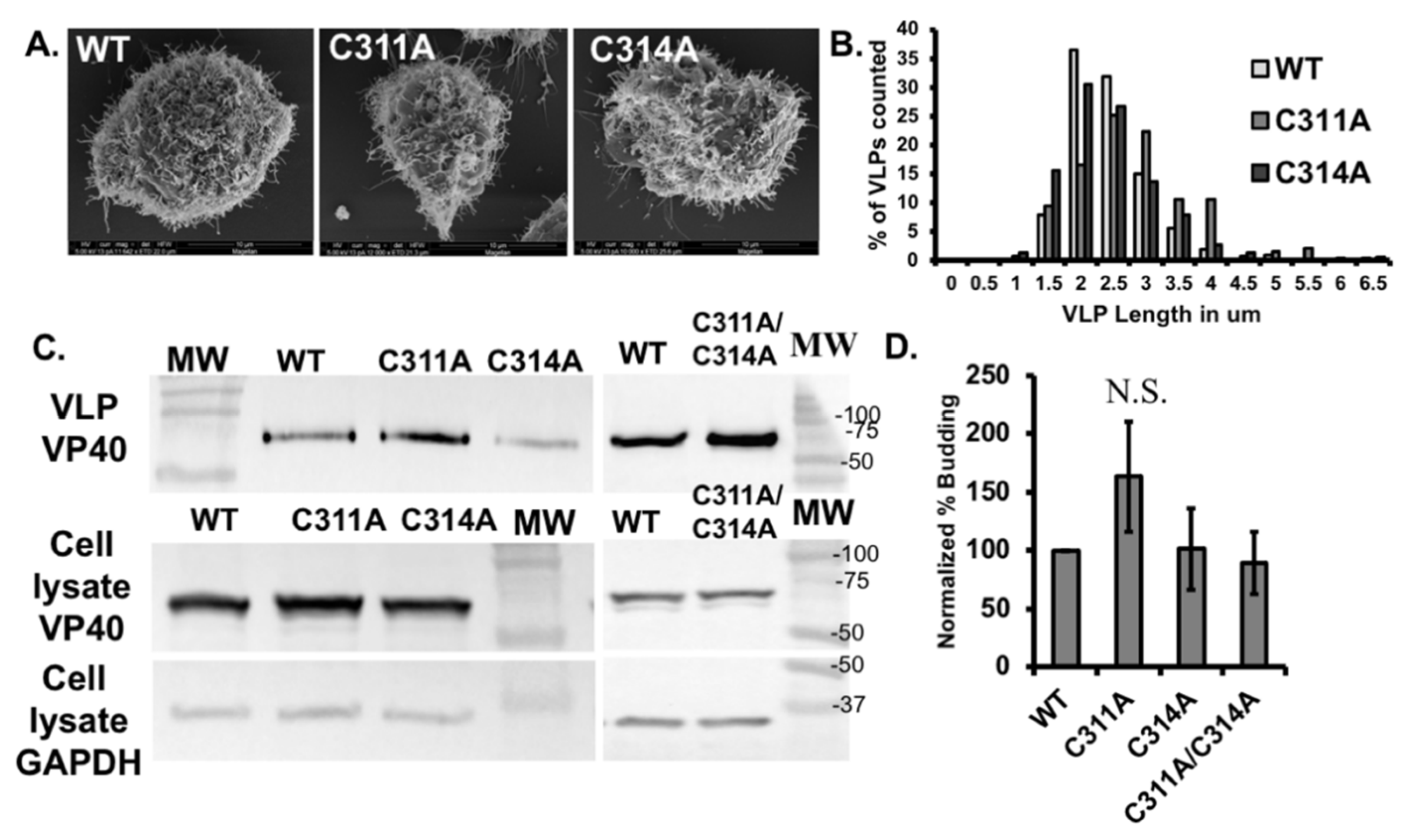 Viruses 13 01375 g009