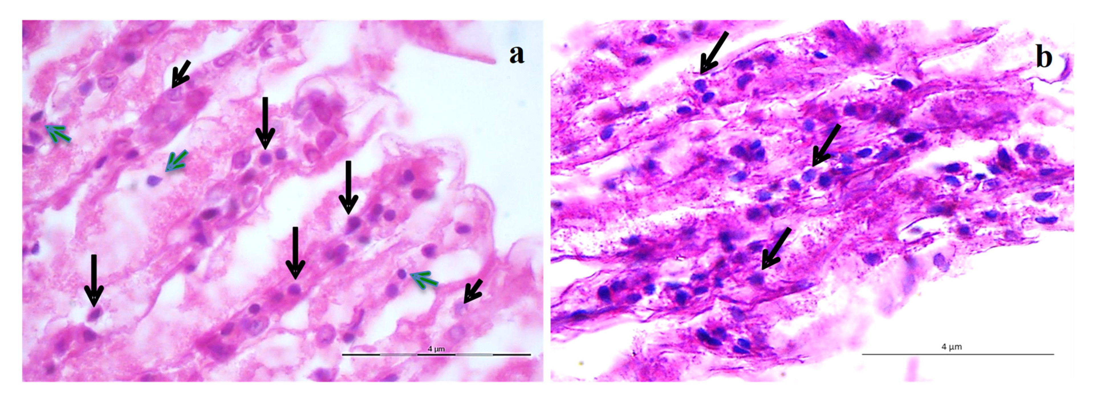 Viruses 13 01378 g004