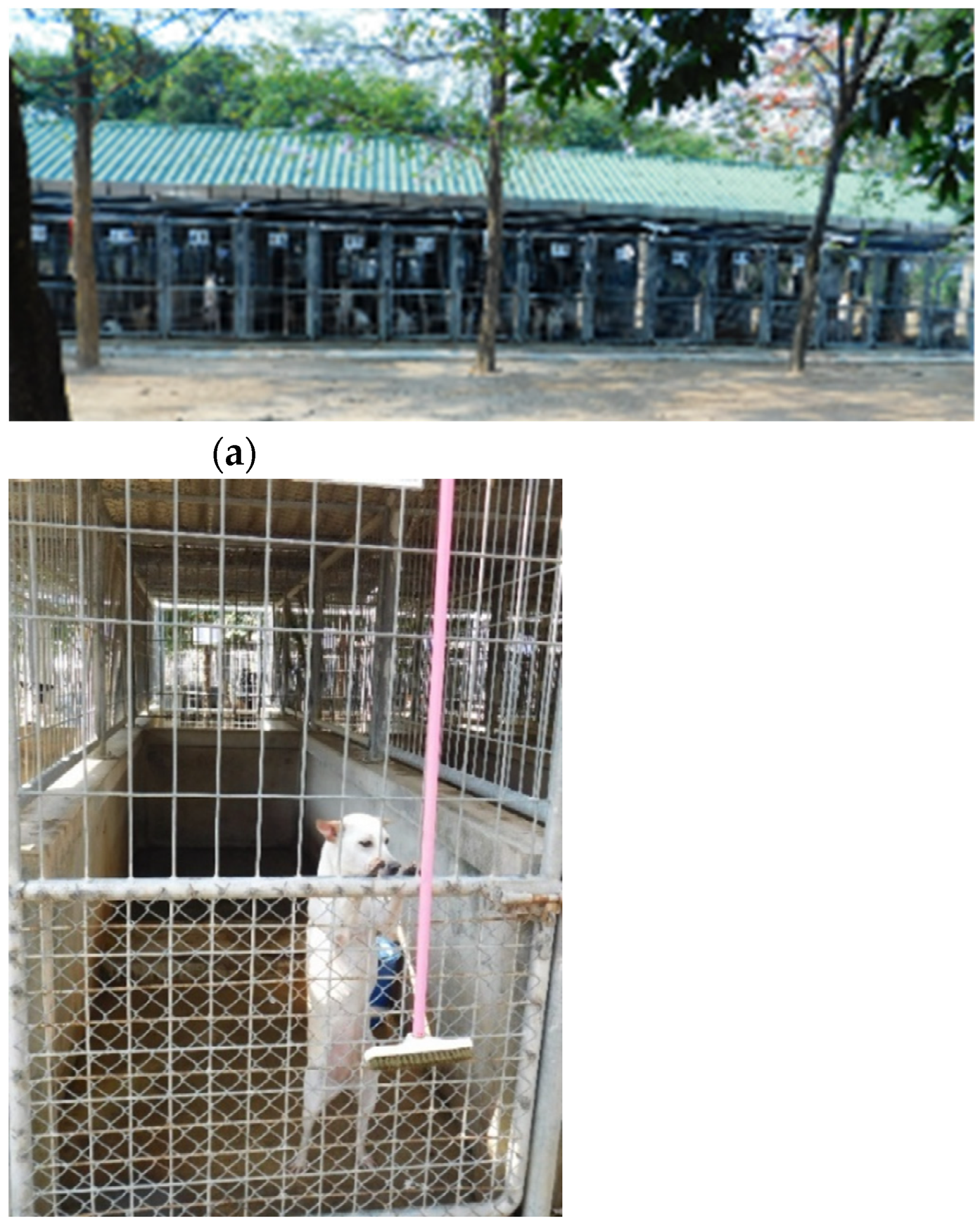 Viruses 13 01382 g001