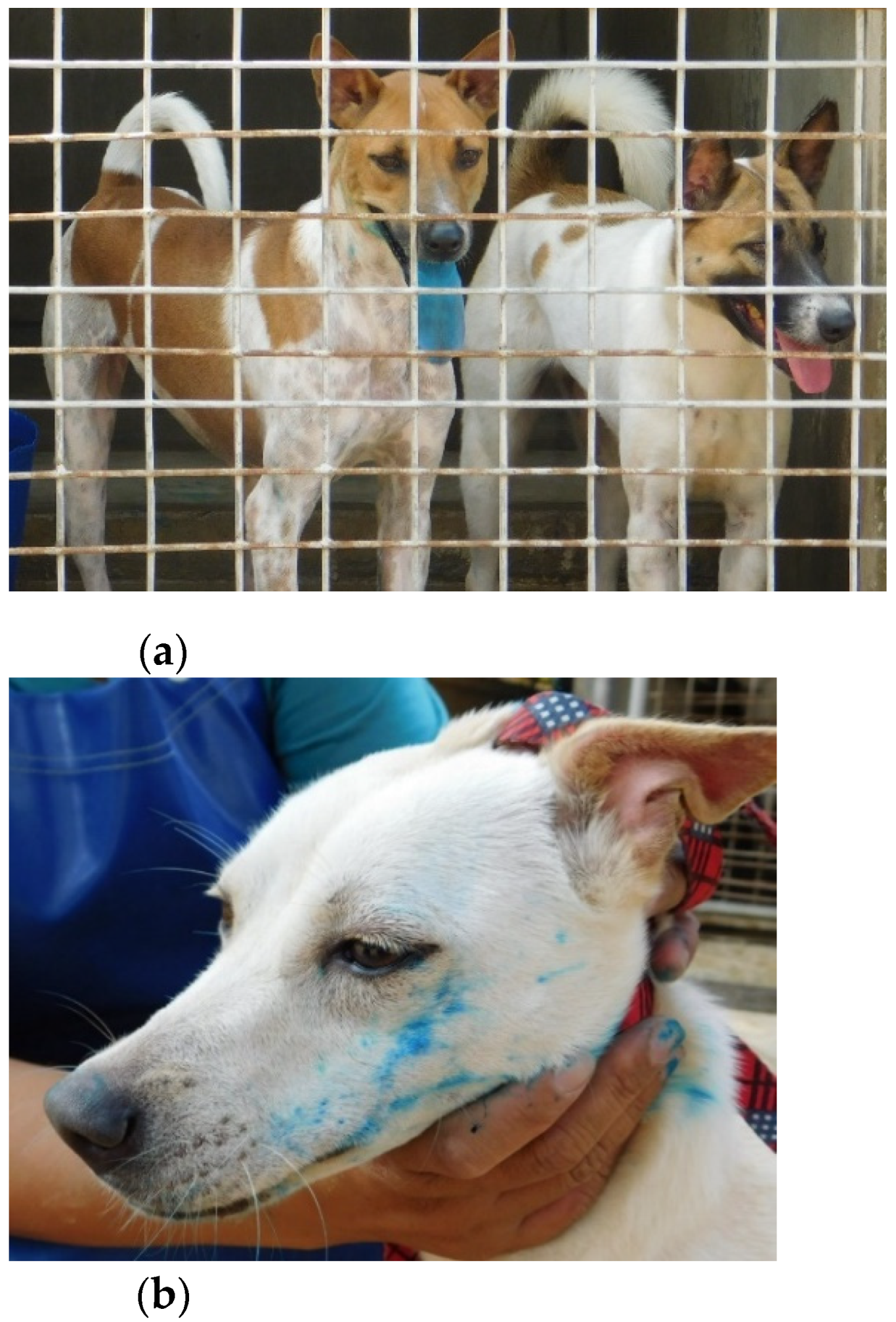 Viruses 13 01382 g003