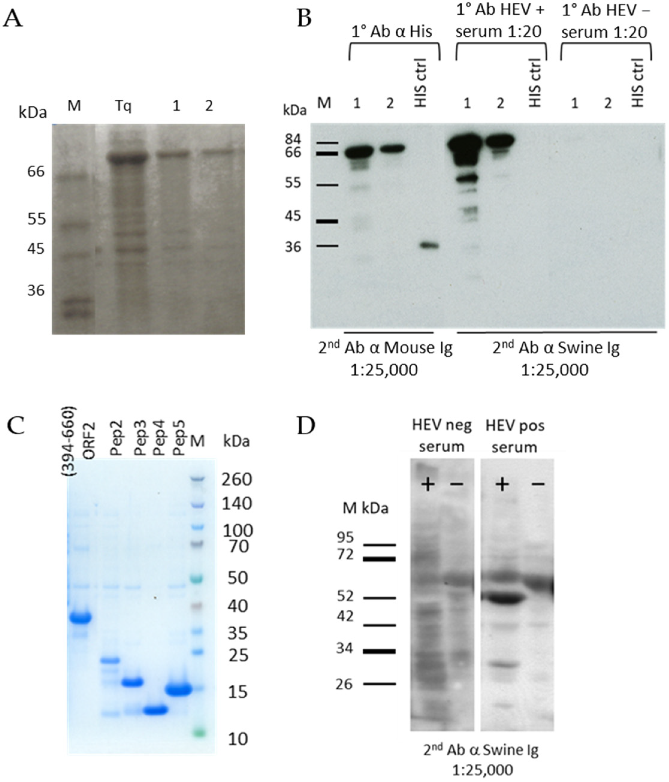 Viruses 13 01385 g001