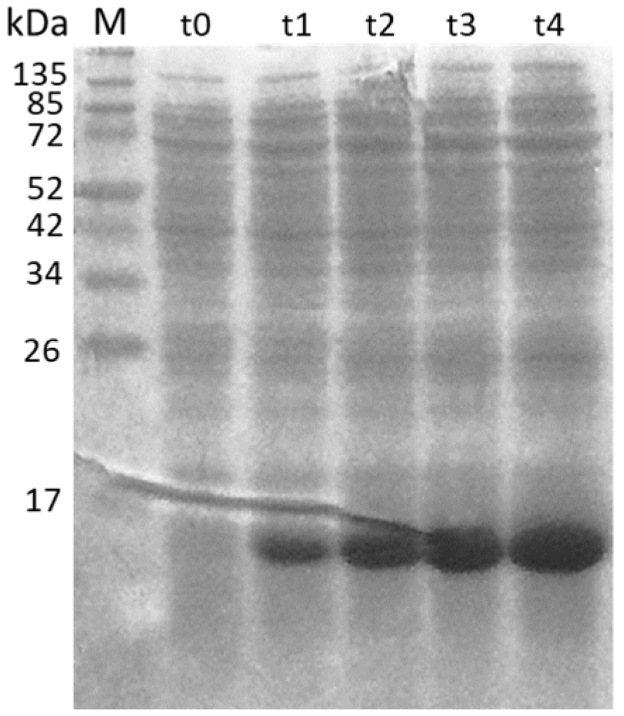 Viruses 13 01385 g002