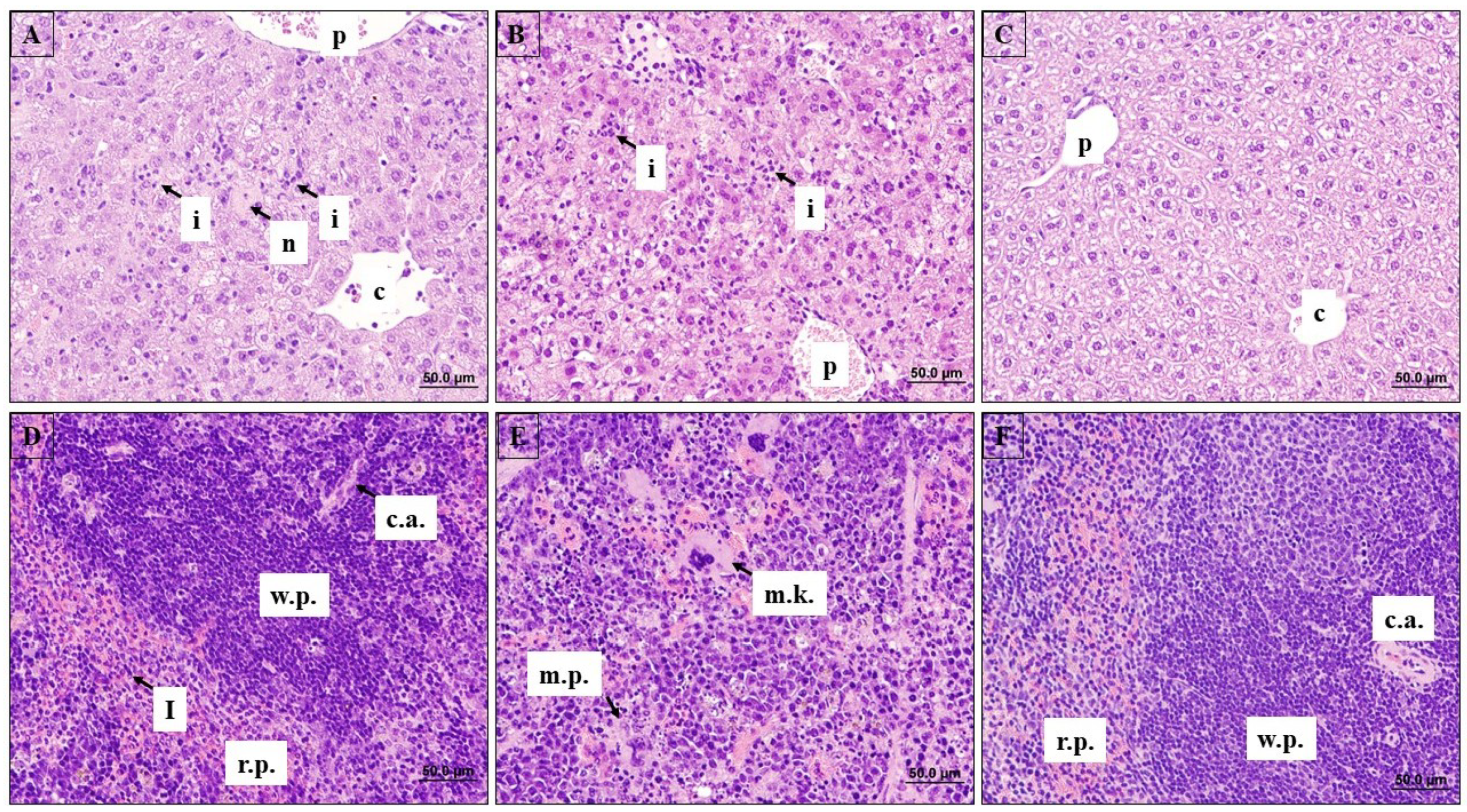 Viruses 13 01388 g006
