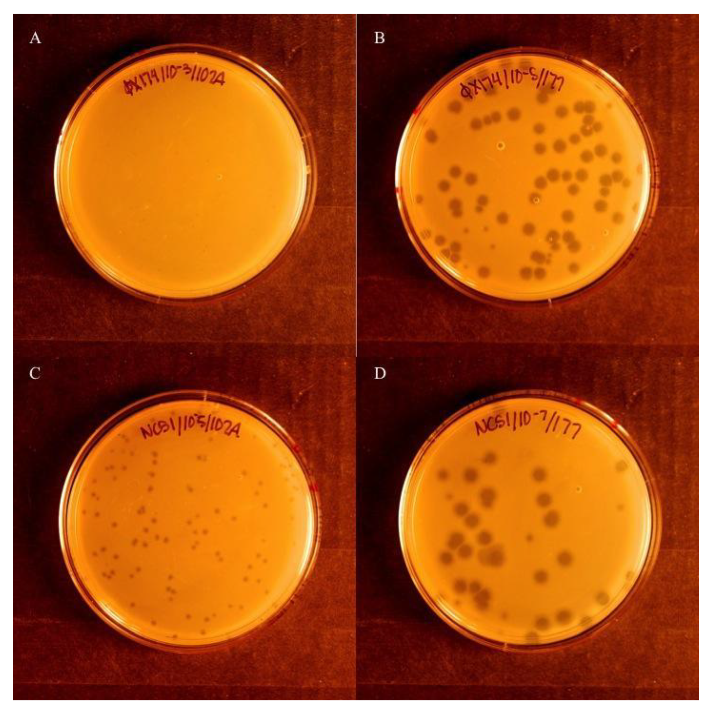 Viruses 13 01389 g001