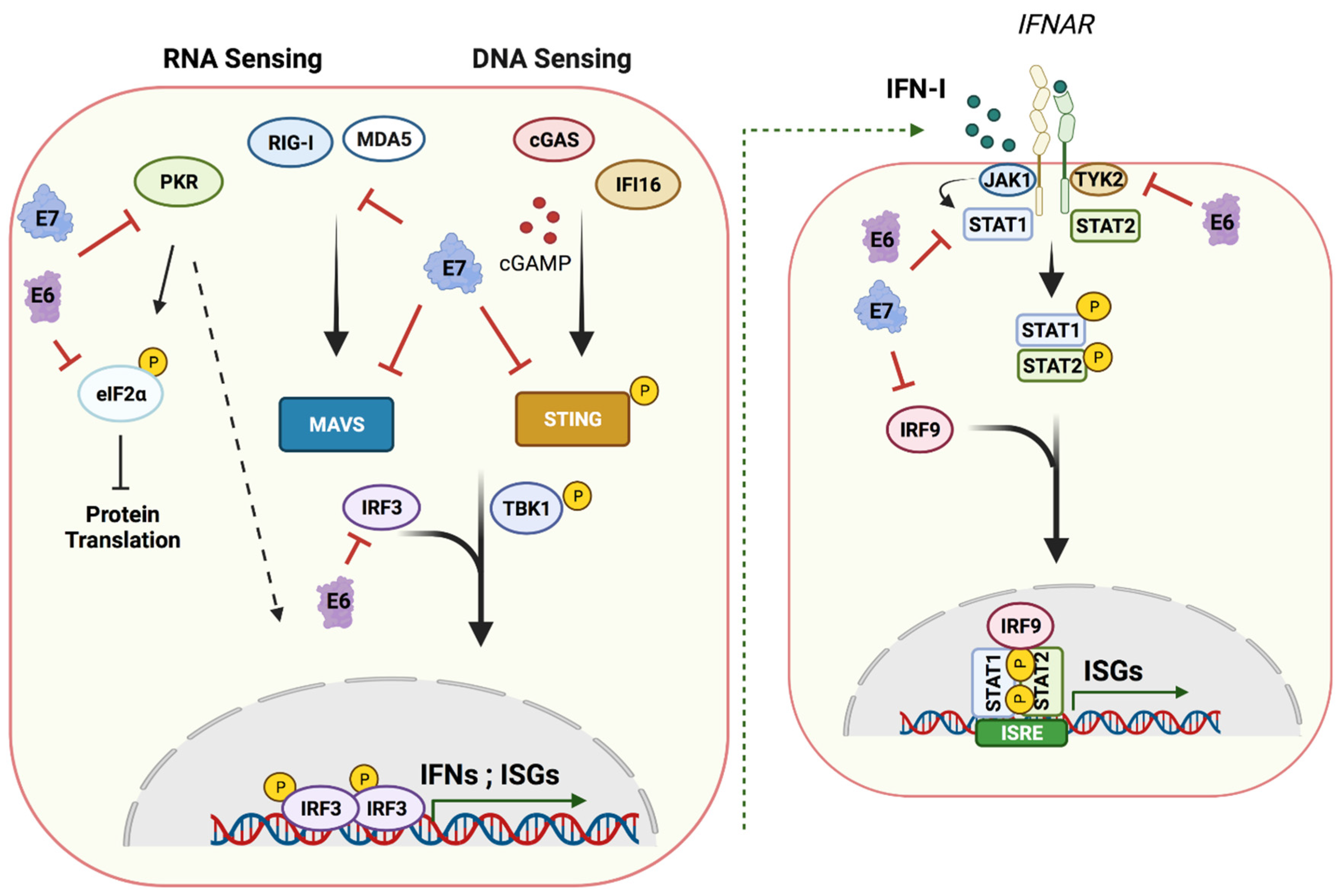 Viruses 13 01390 g003