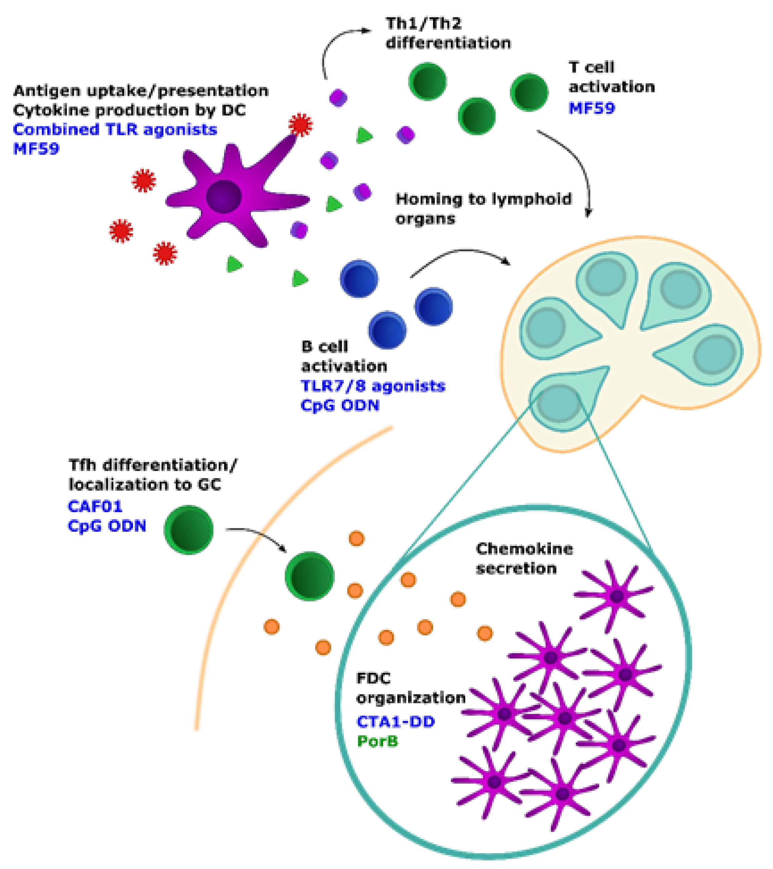 Viruses 13 01392 g001