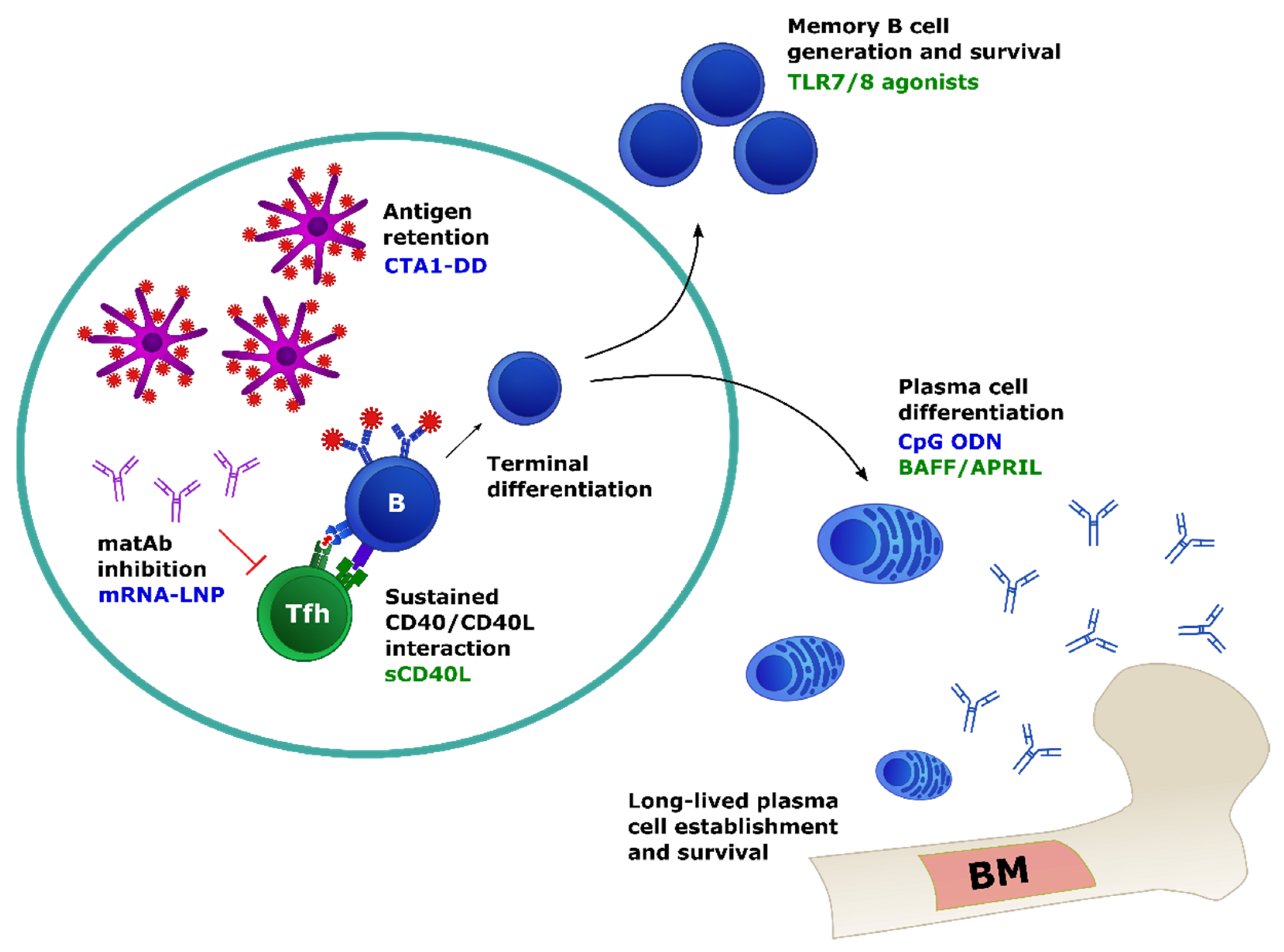 Viruses 13 01392 g002