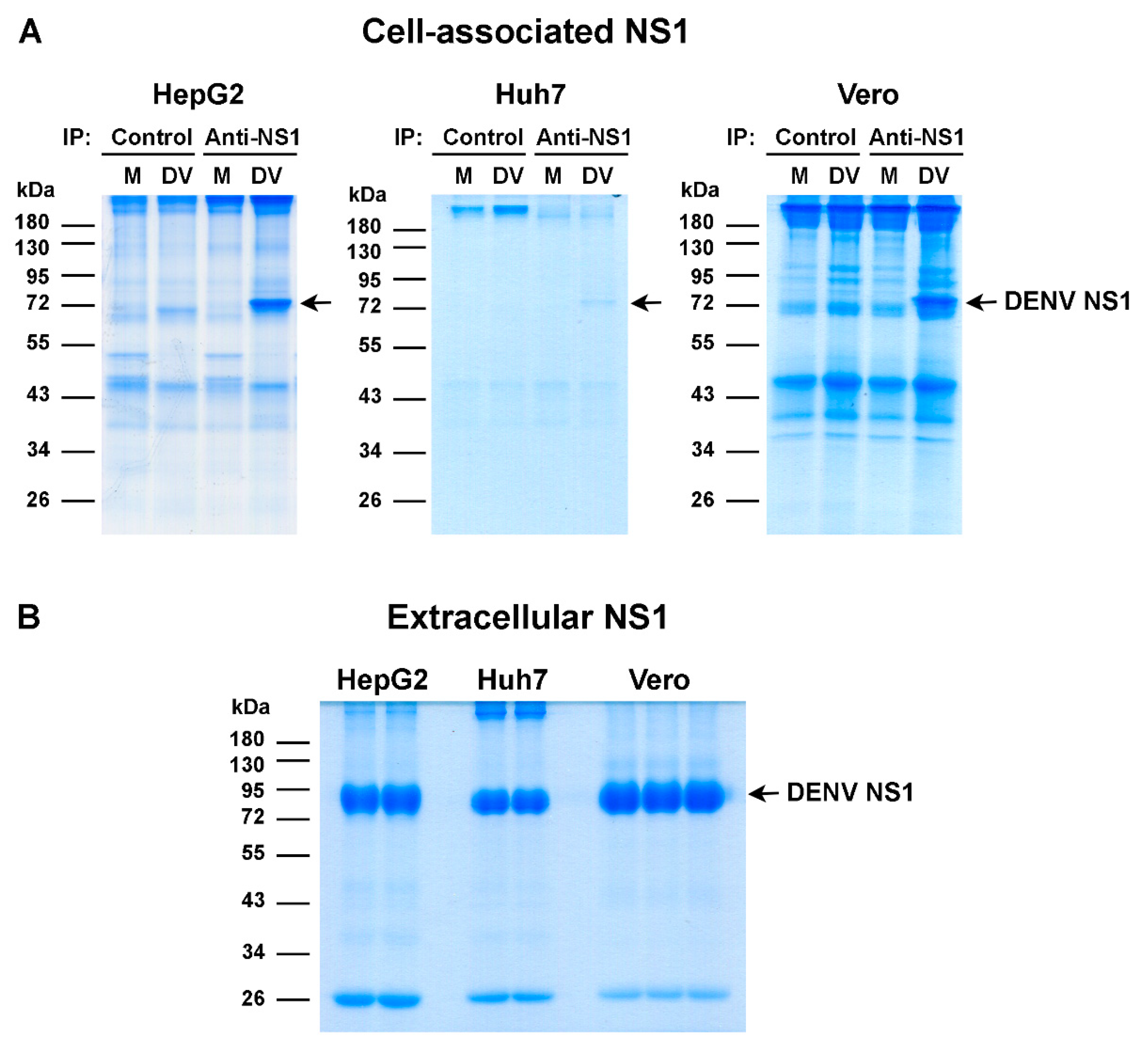 Viruses 13 01393 g001