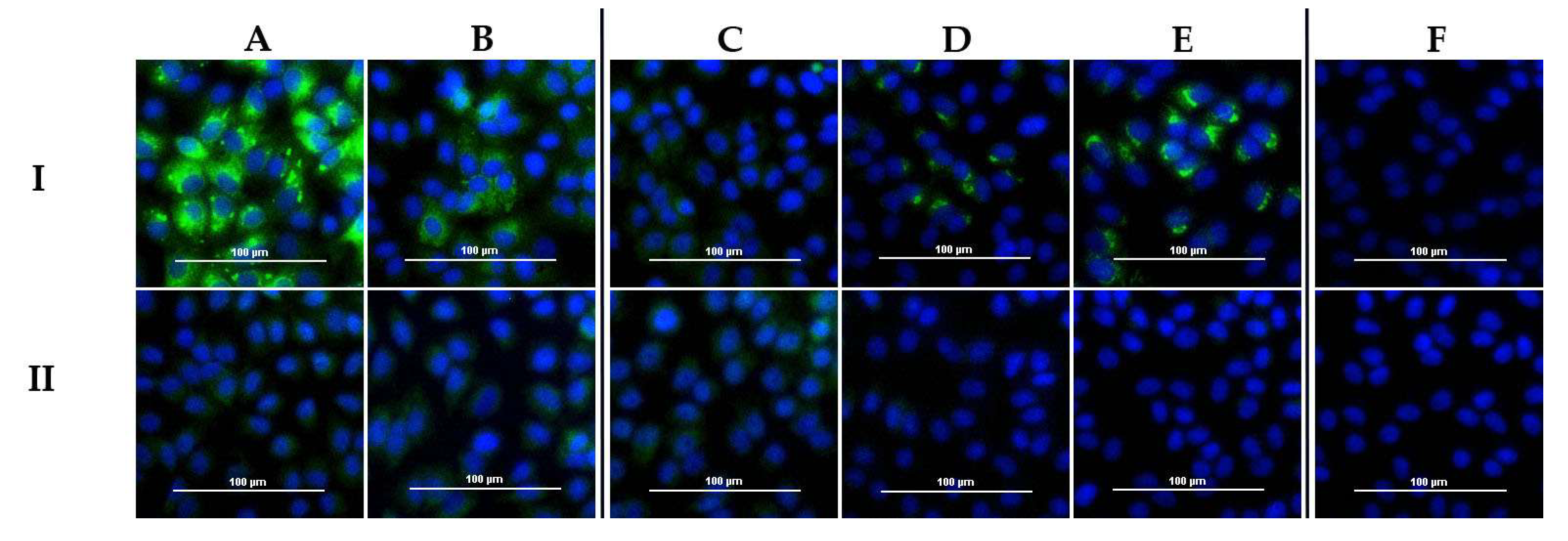 Viruses 13 01398 g005