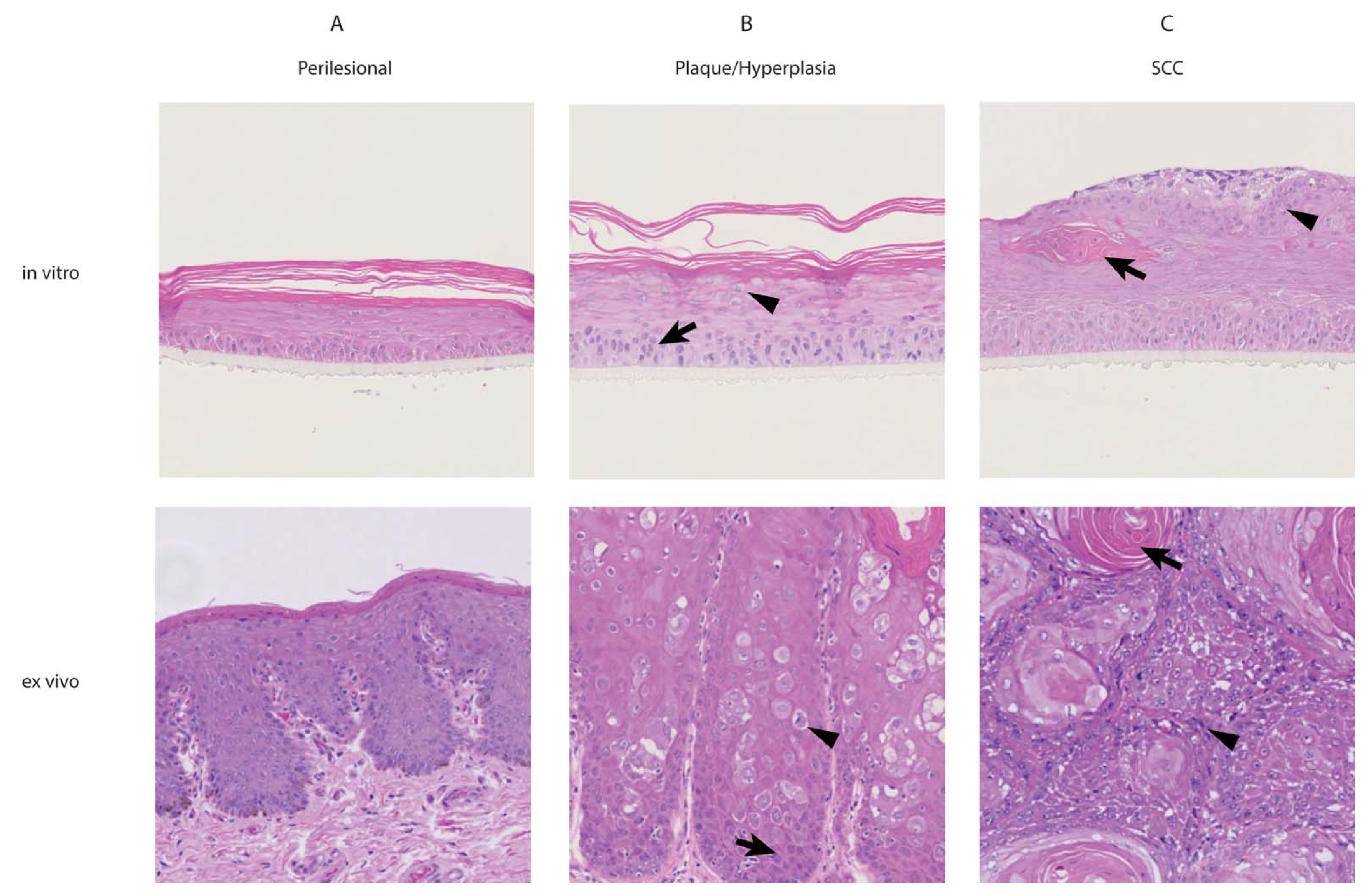 Viruses 13 01404 g001