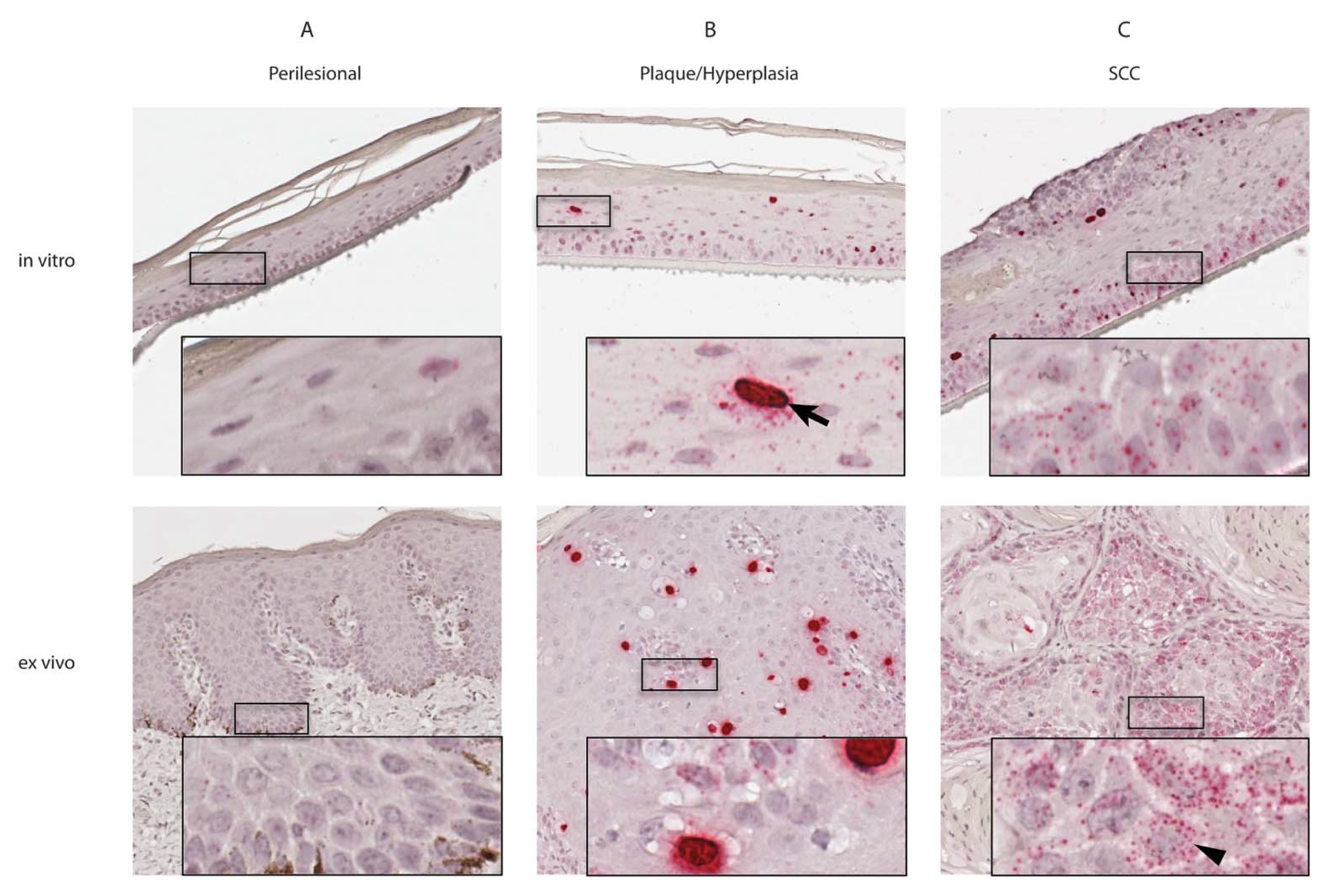Viruses 13 01404 g002