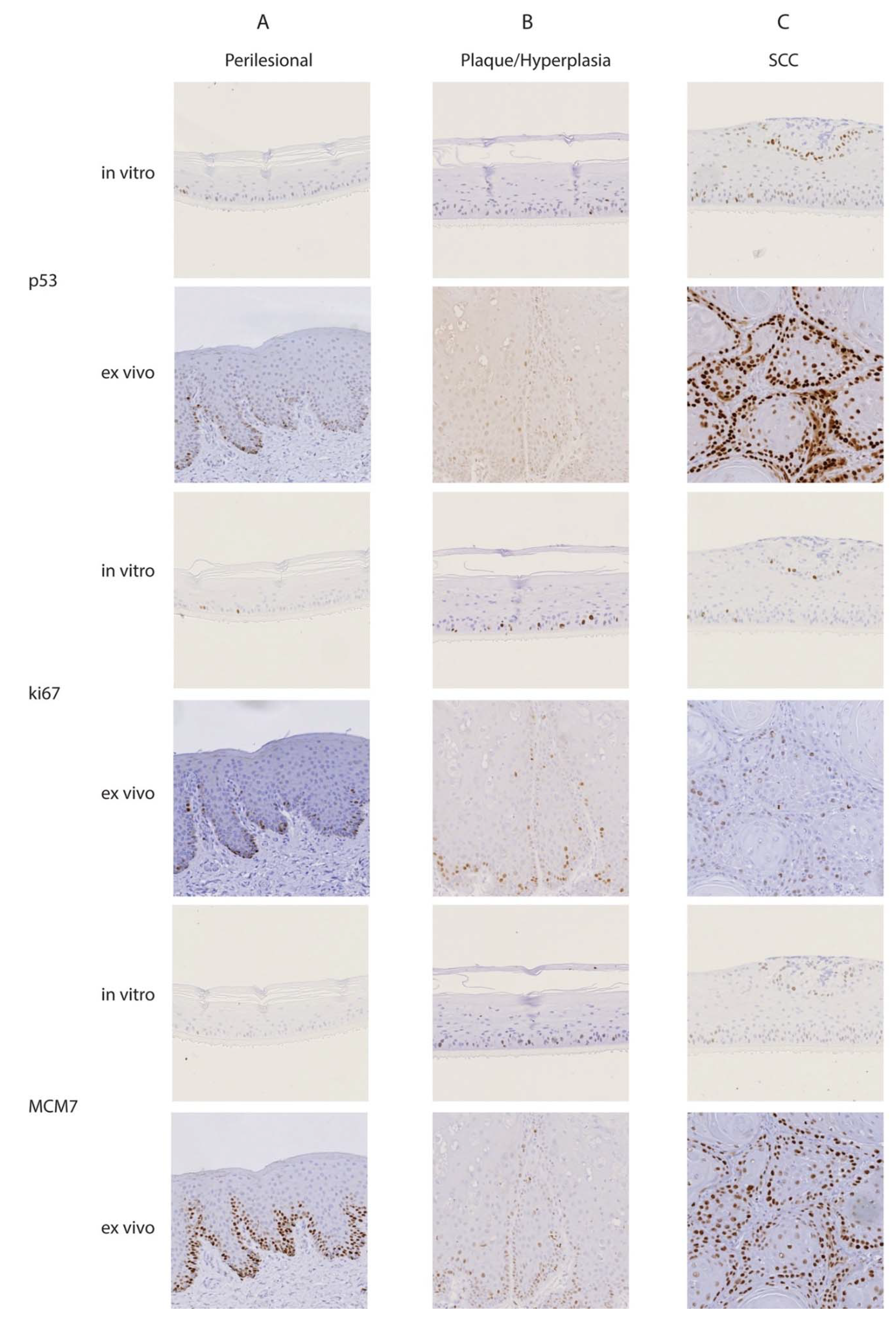 Viruses 13 01404 g003