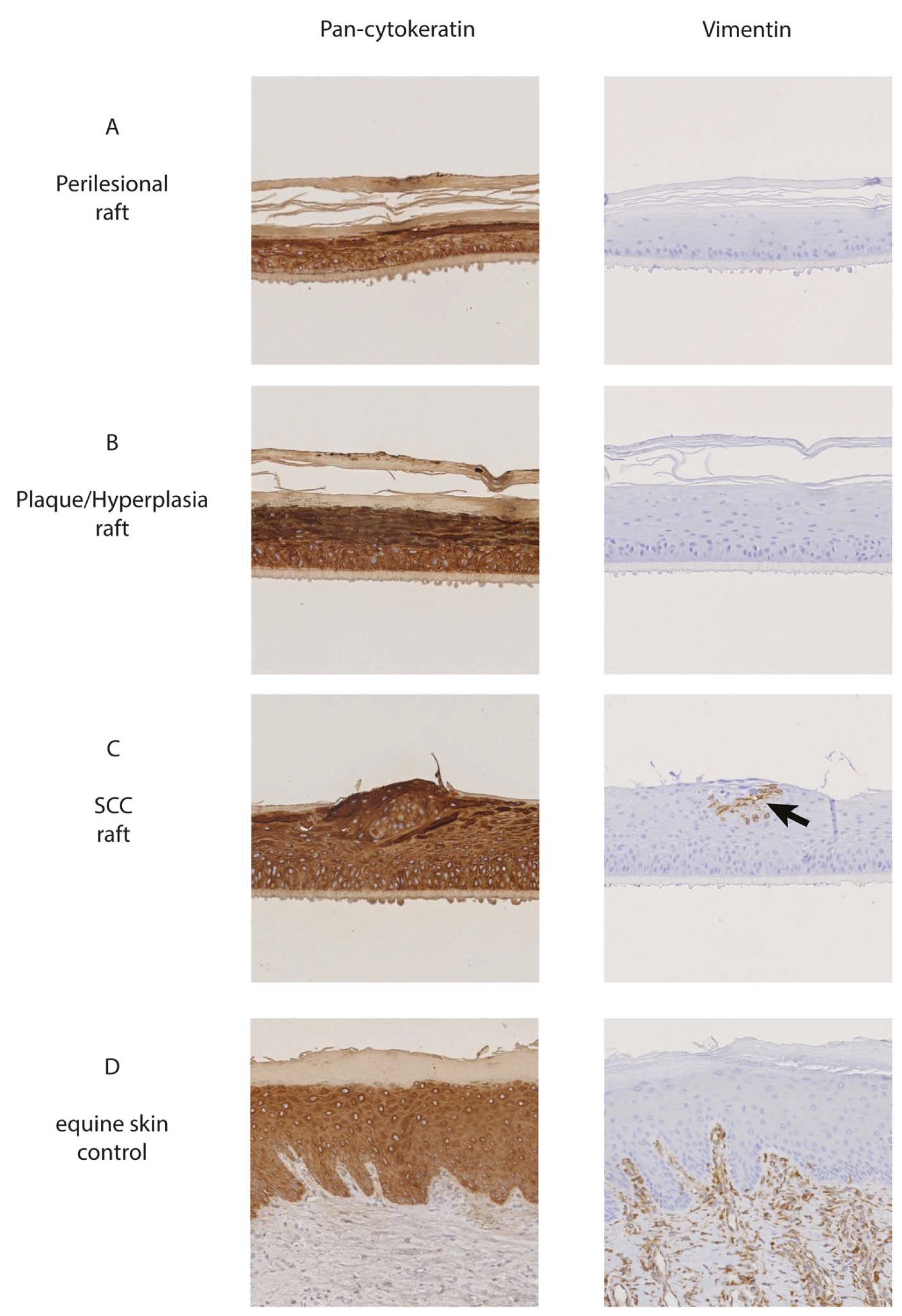 Viruses 13 01404 g0a1