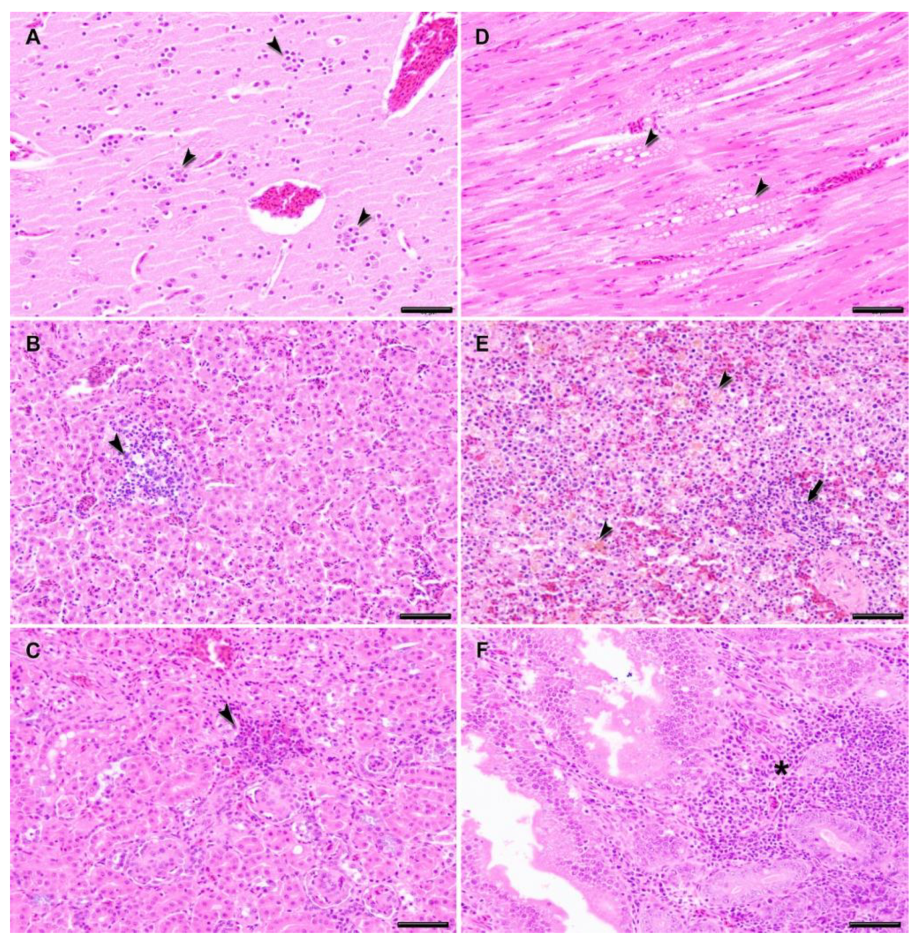 Viruses 13 01409 g006