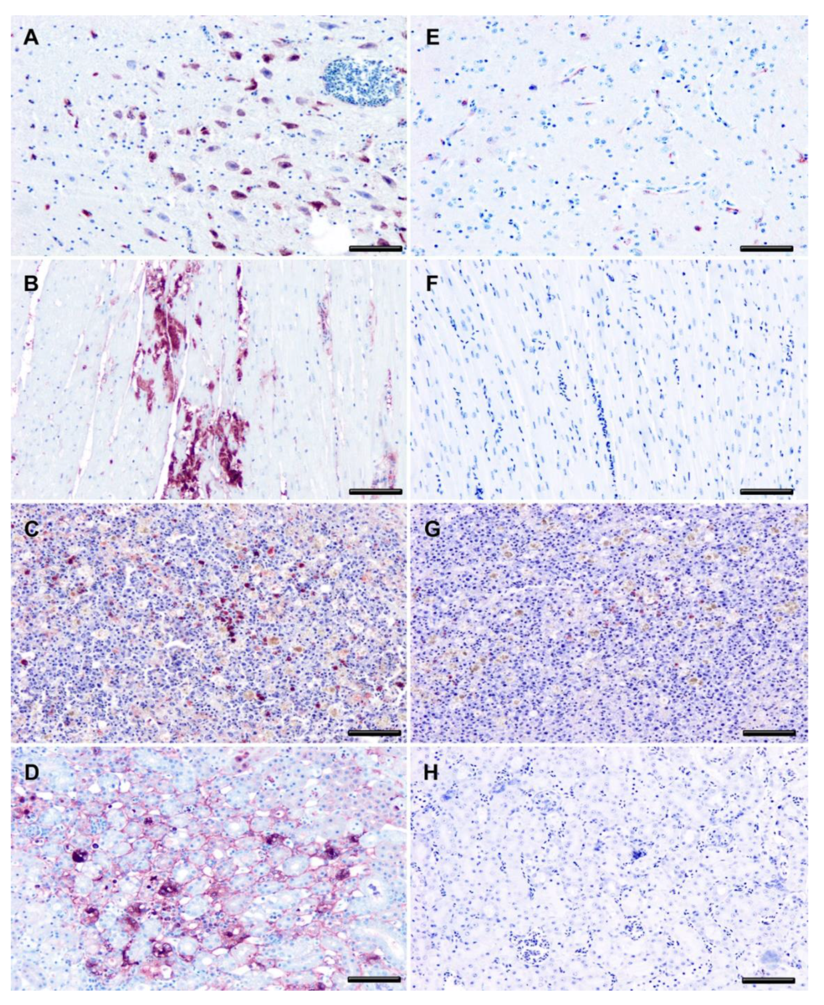 Viruses 13 01409 g008