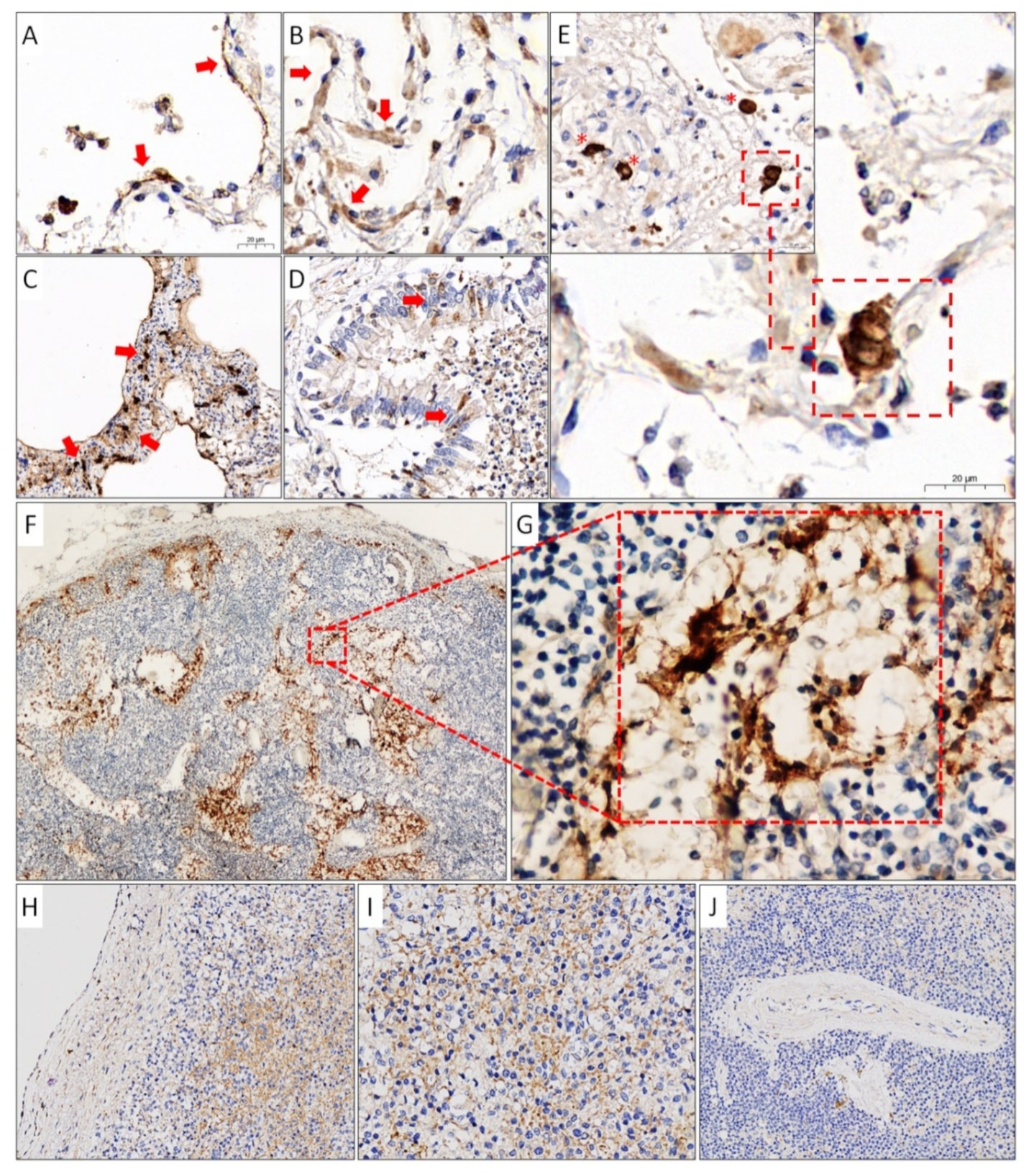 Viruses 13 01410 g004