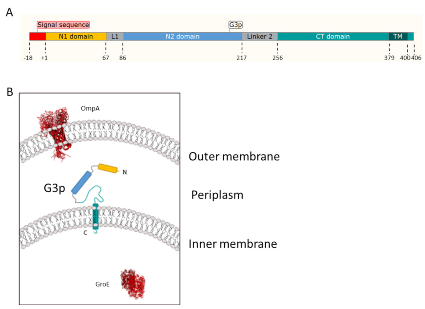 Viruses 13 01414 g001