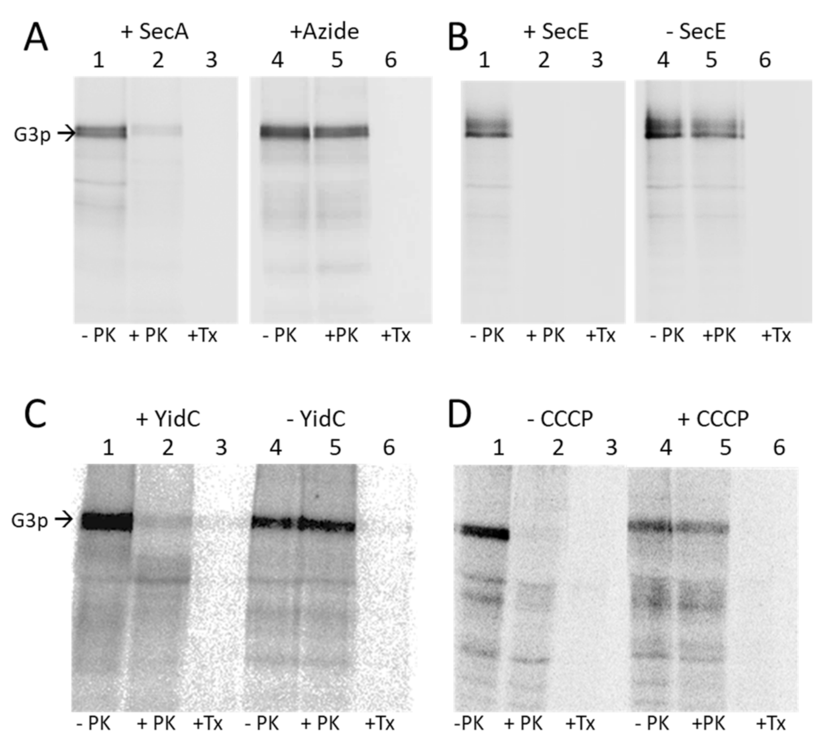 Viruses 13 01414 g004