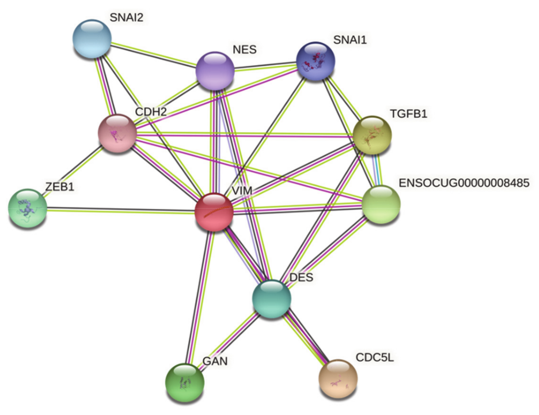 Viruses 13 01416 g003