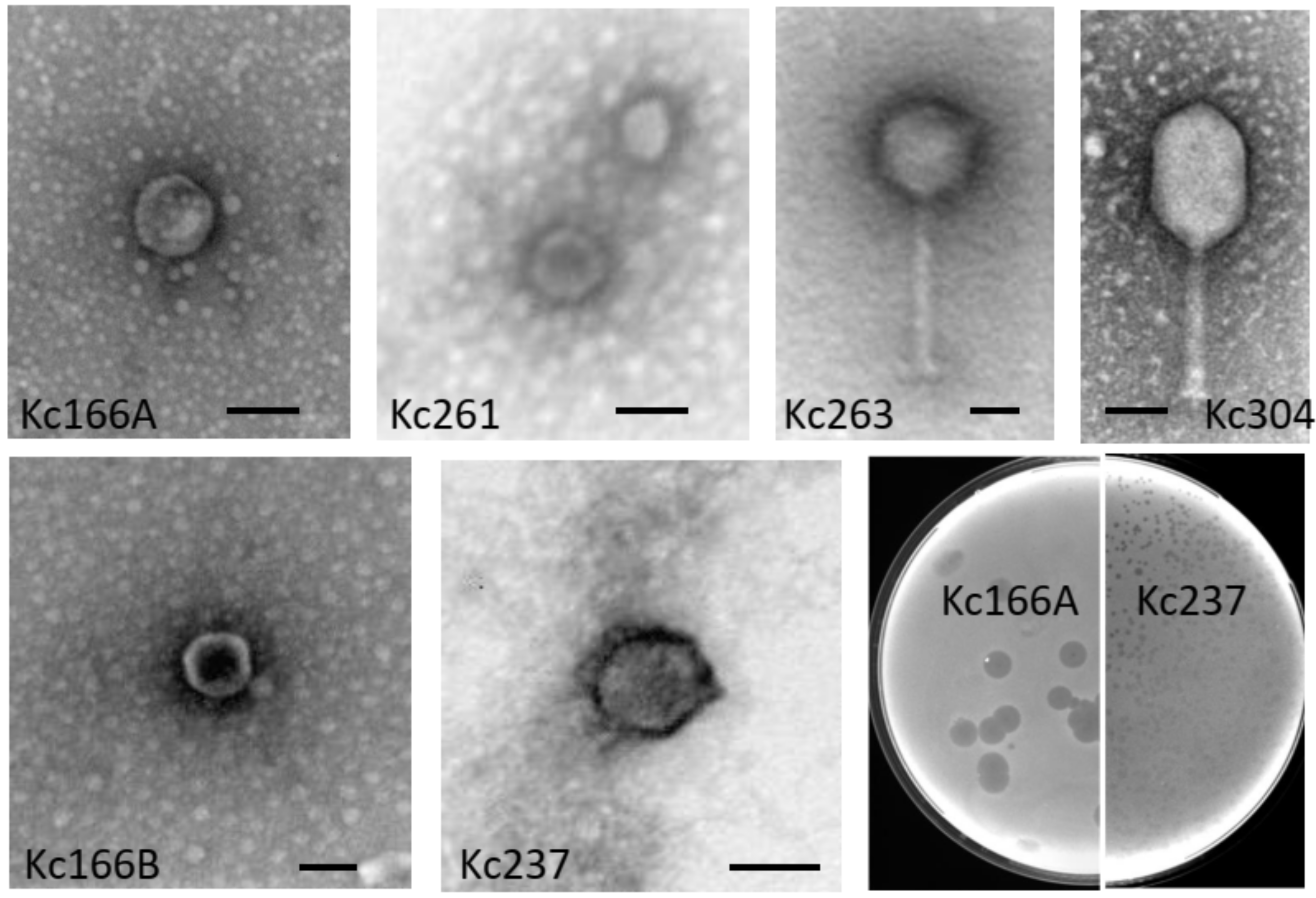 Viruses 13 01418 g001