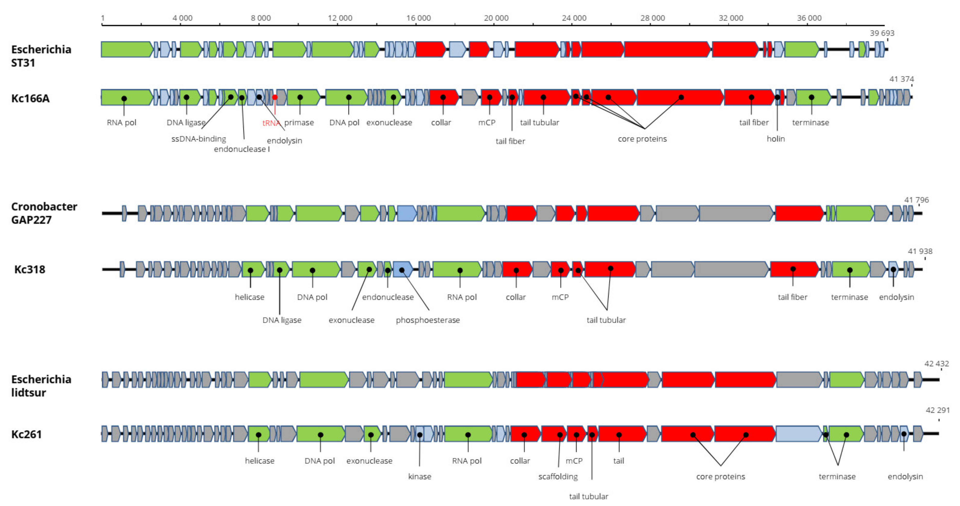 Viruses 13 01418 g003