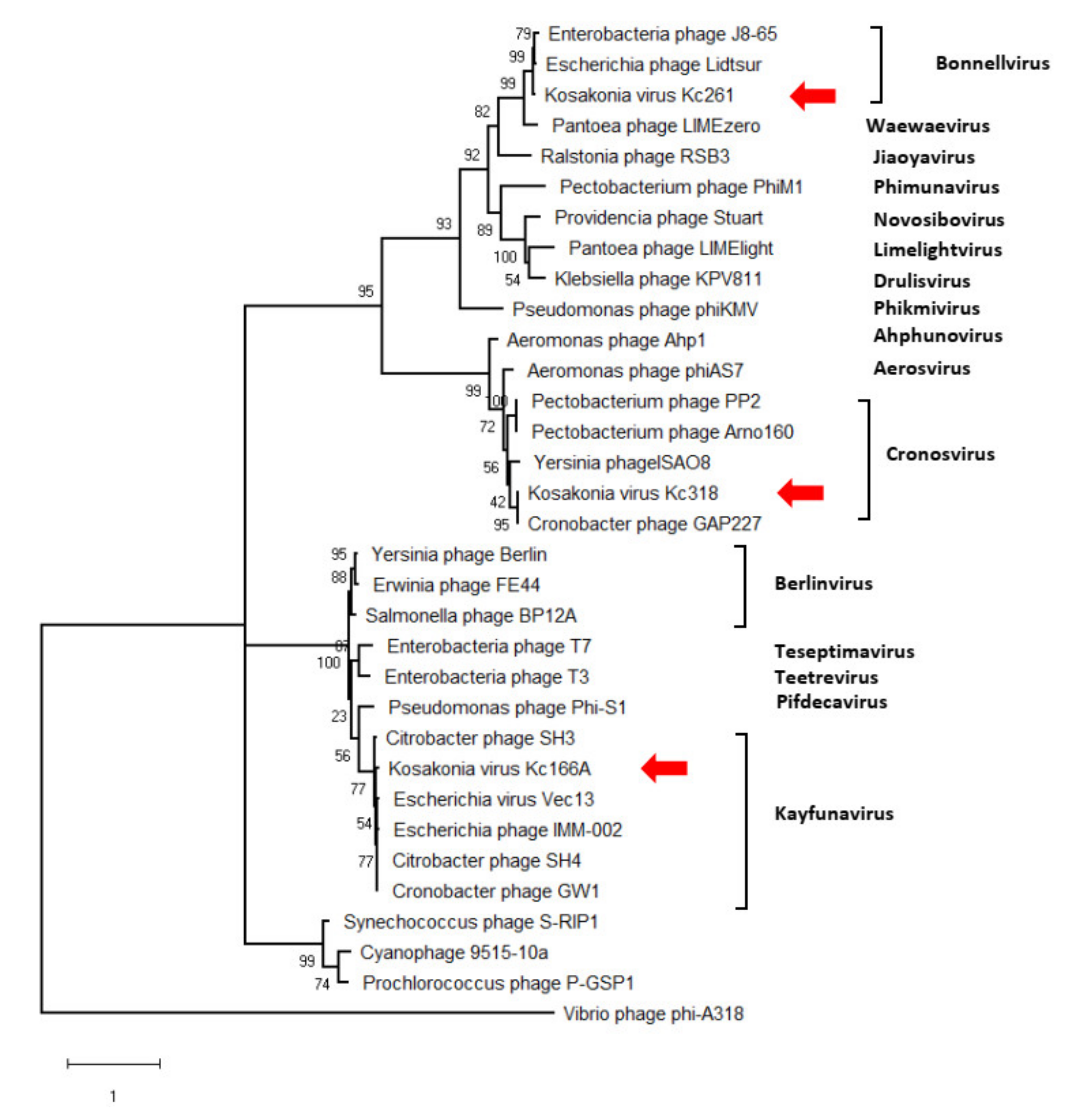 Viruses 13 01418 g004