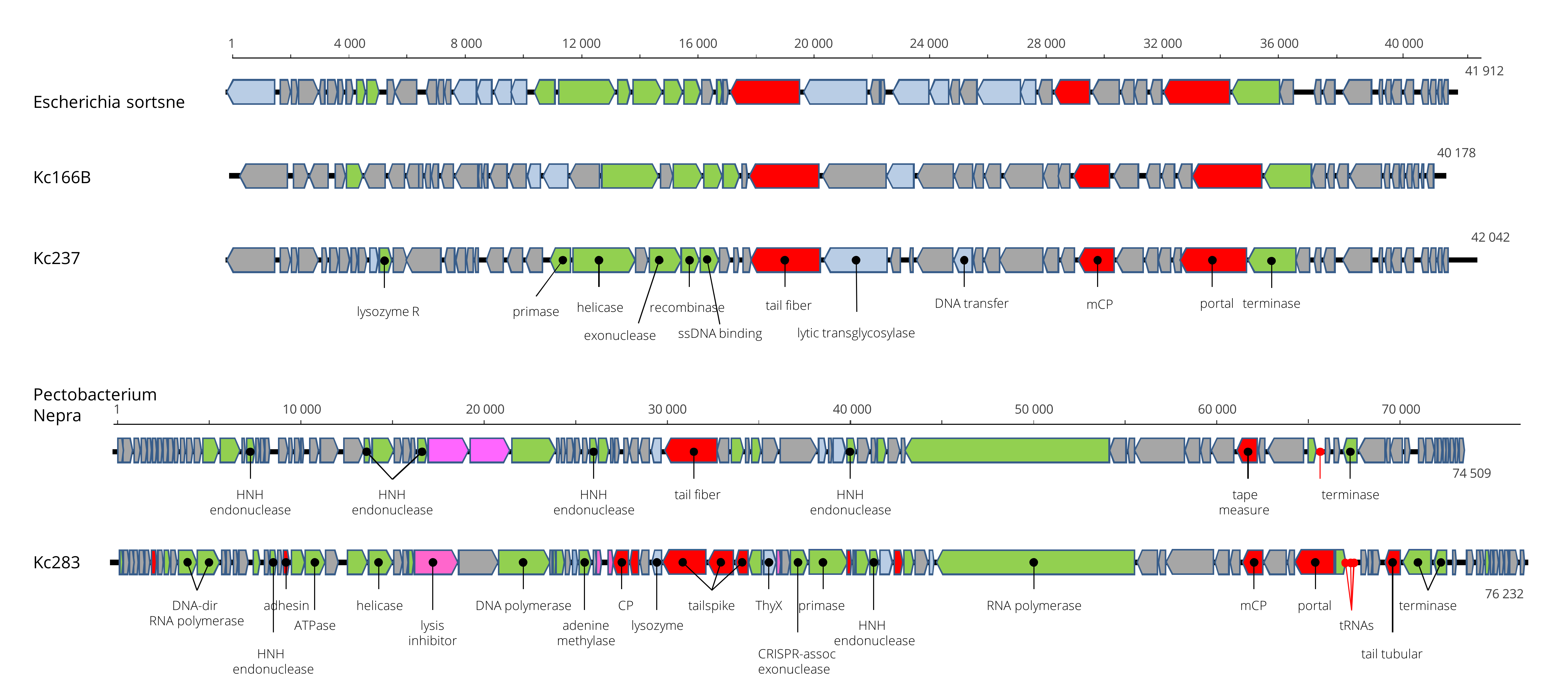 Viruses 13 01418 g005