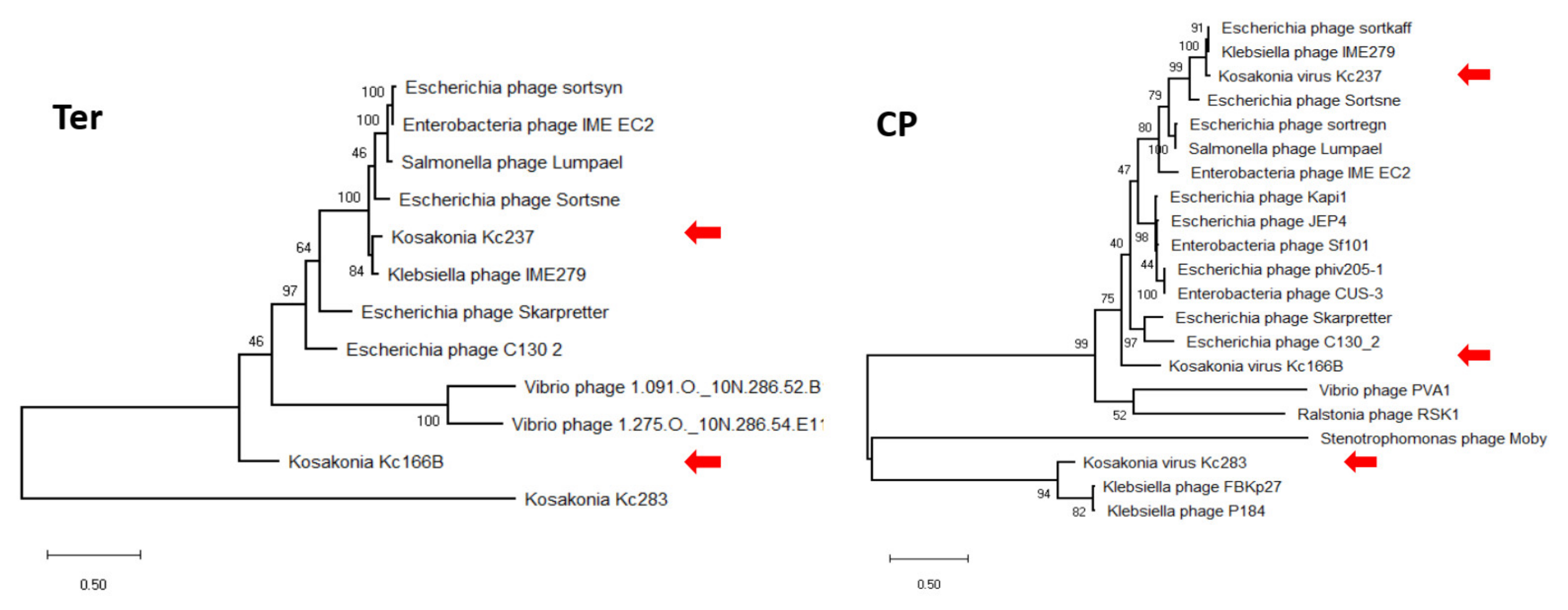 Viruses 13 01418 g006