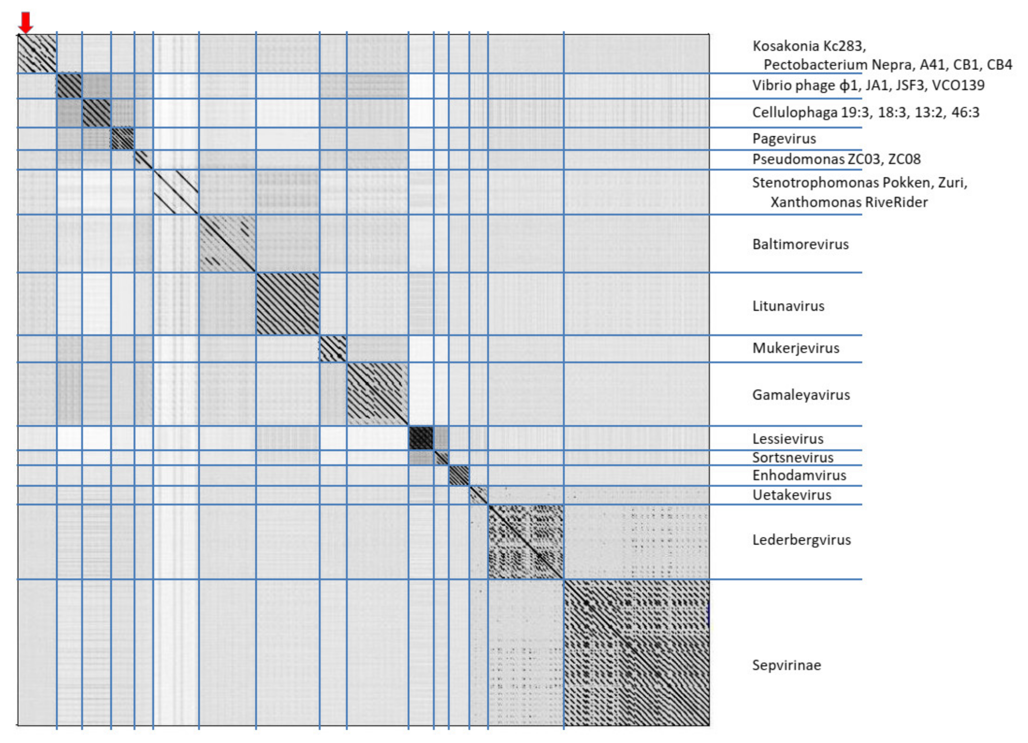 Viruses 13 01418 g007