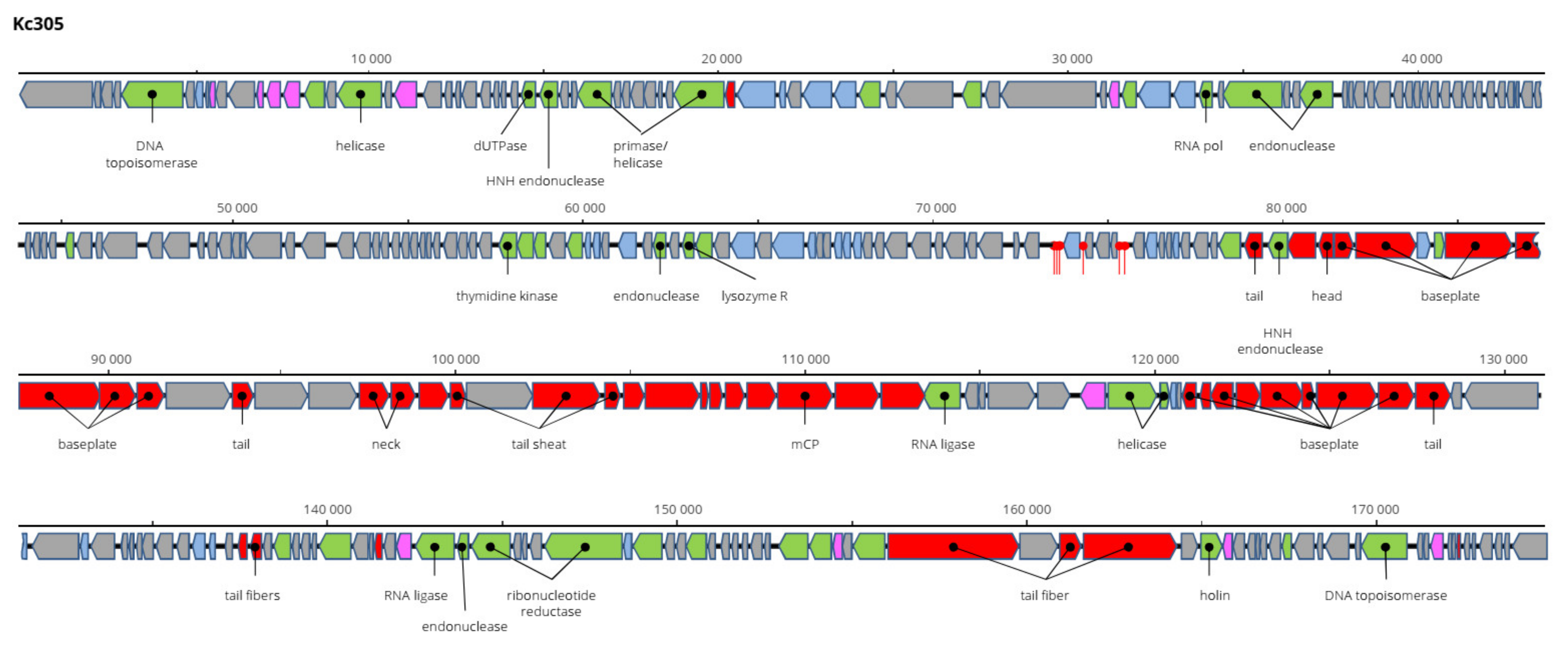 Viruses 13 01418 g009