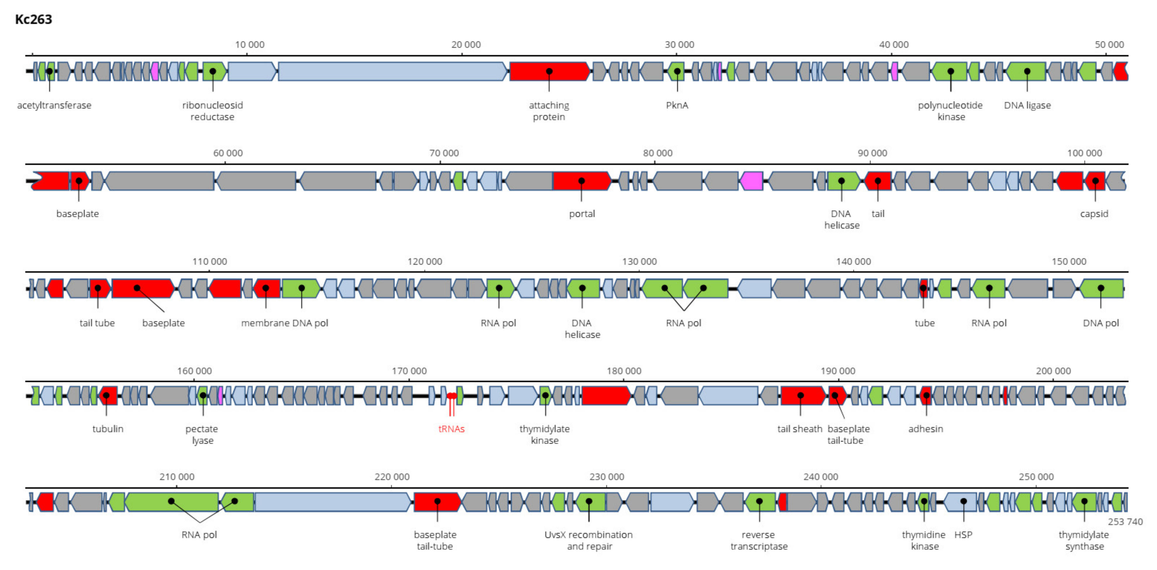 Viruses 13 01418 g011