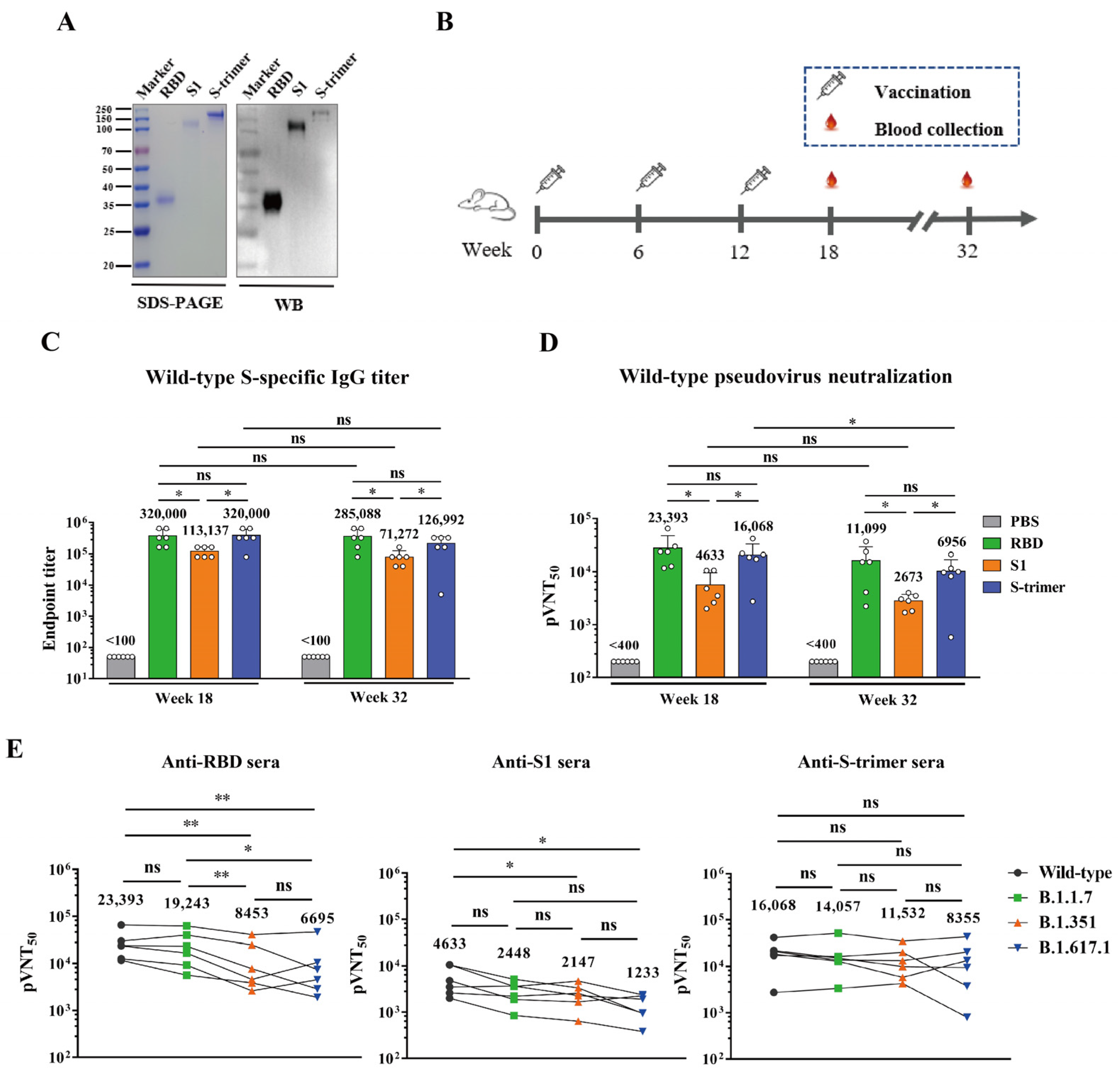 Viruses 13 01421 g001