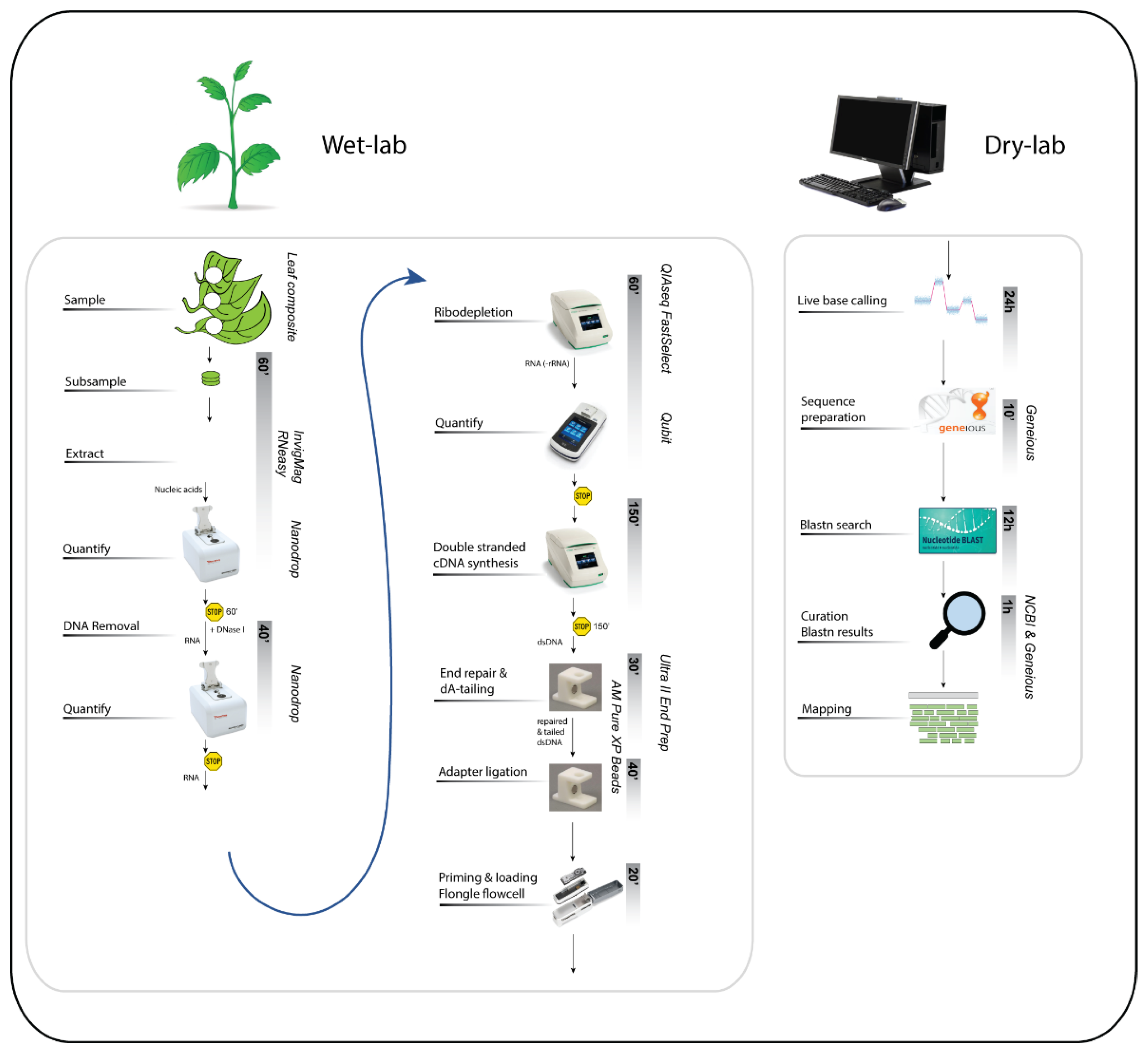 Viruses 13 01424 g002